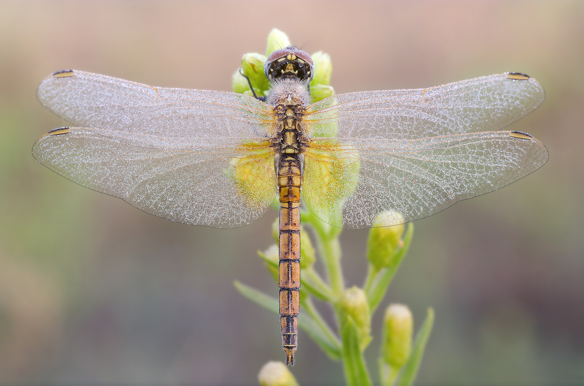Trithemis annulata - Female