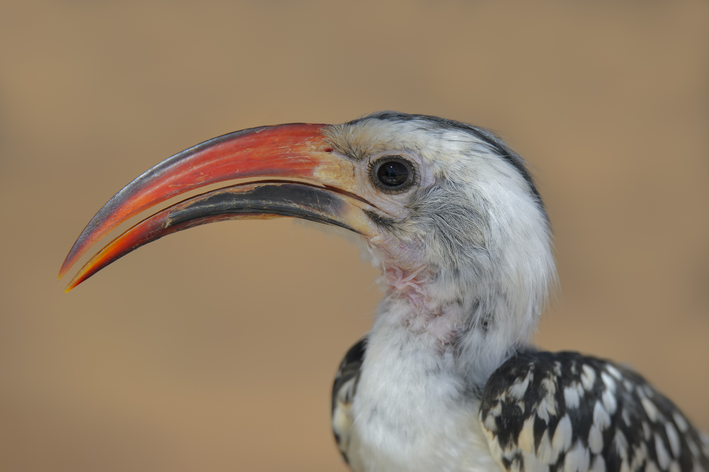 Dentro ai tuoi occhi