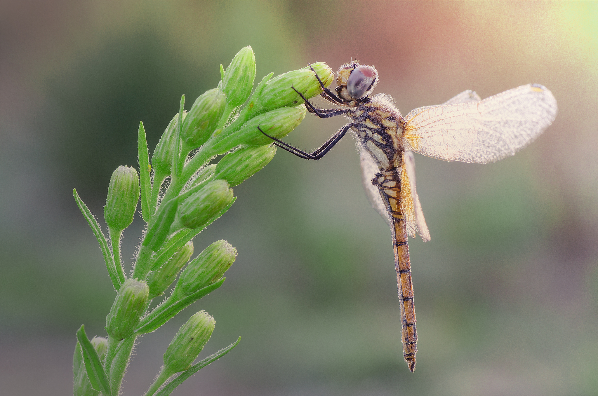 Trithemis annulata - Female