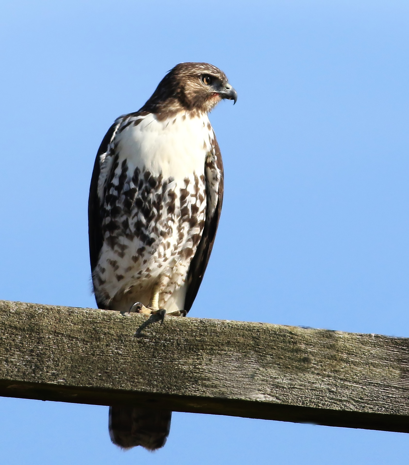 Affacciato sul campo