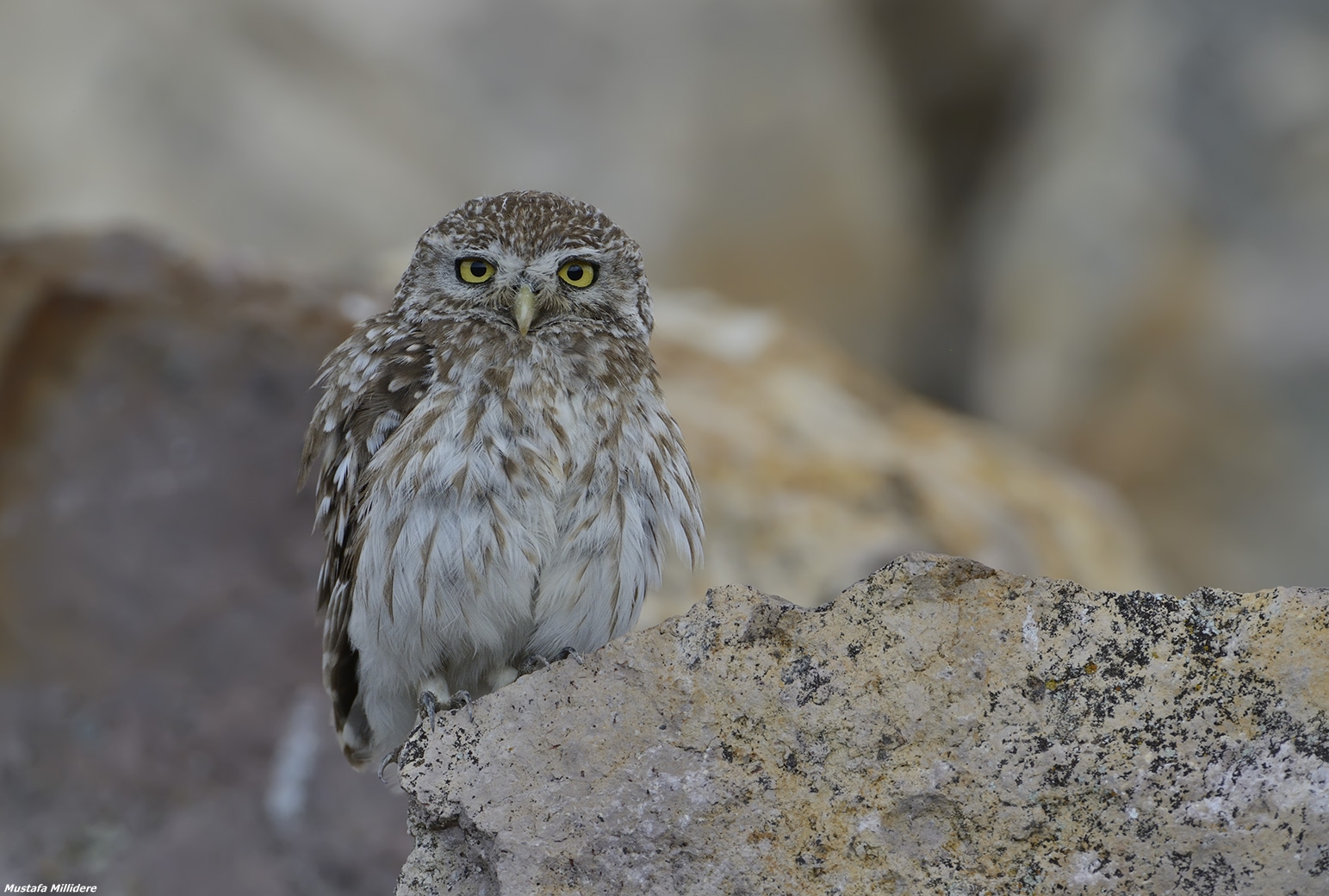 Little Owl Ankara, Turchia