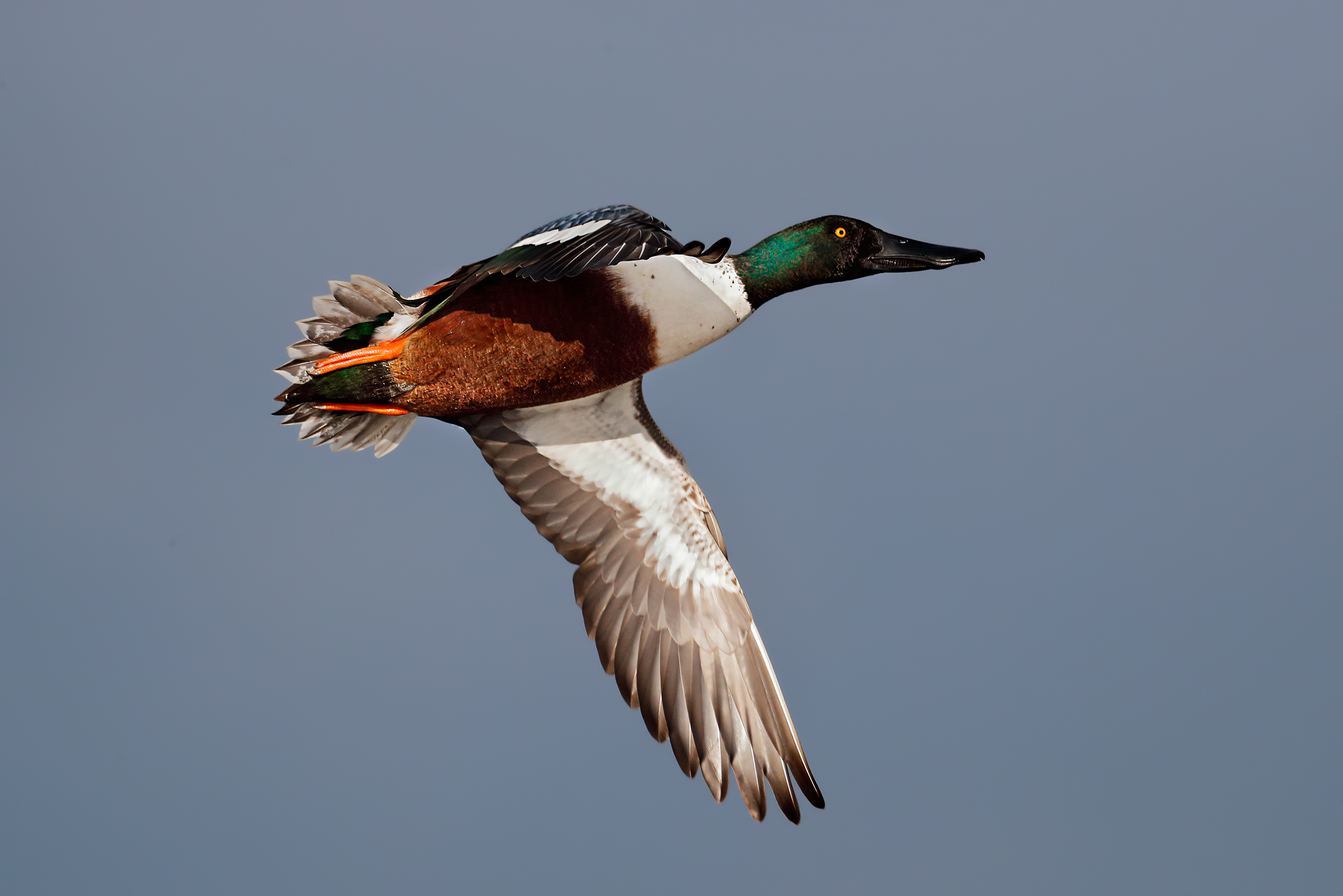 Shoveler