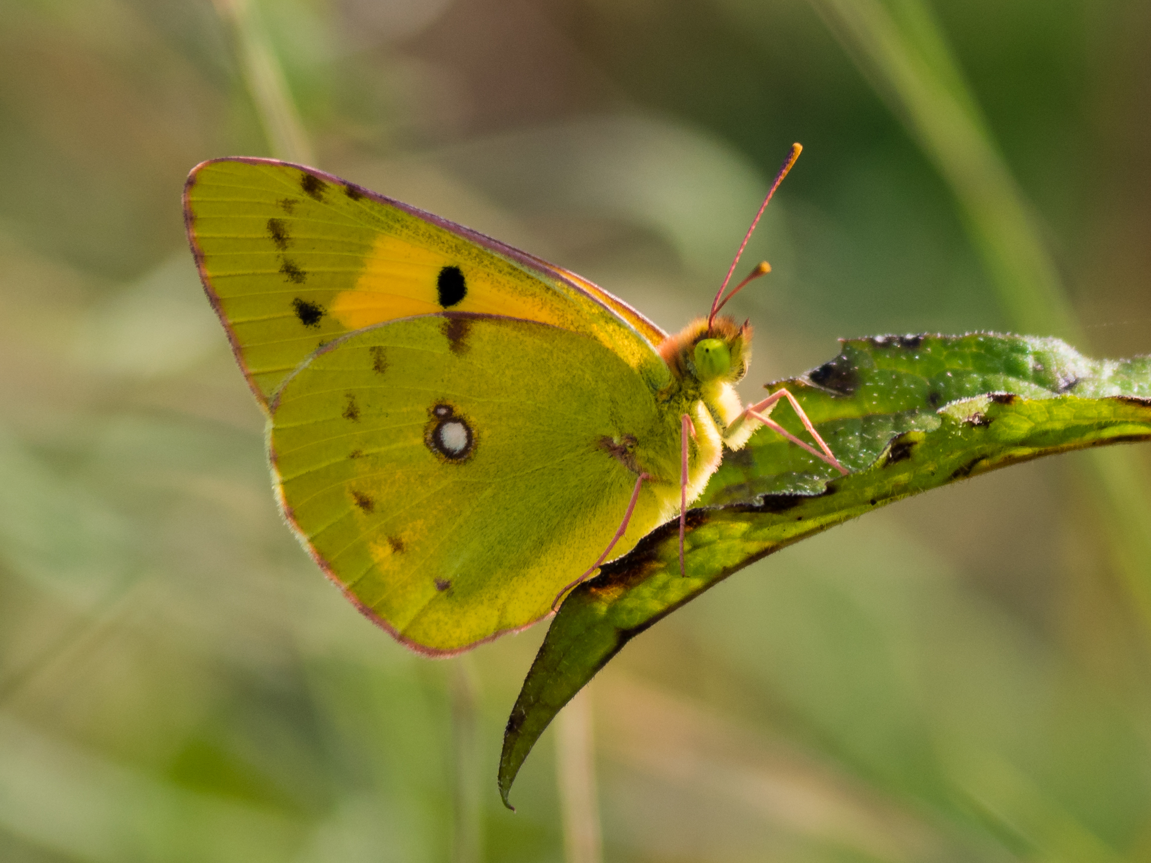 Colias crocea