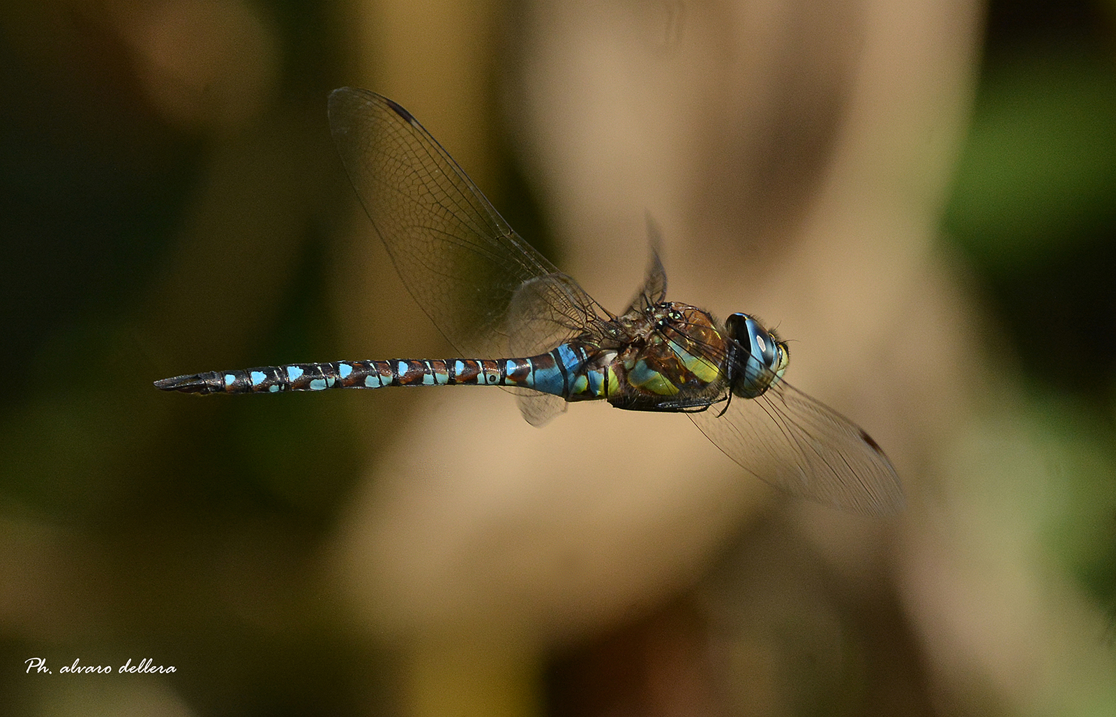 Anax imperator male