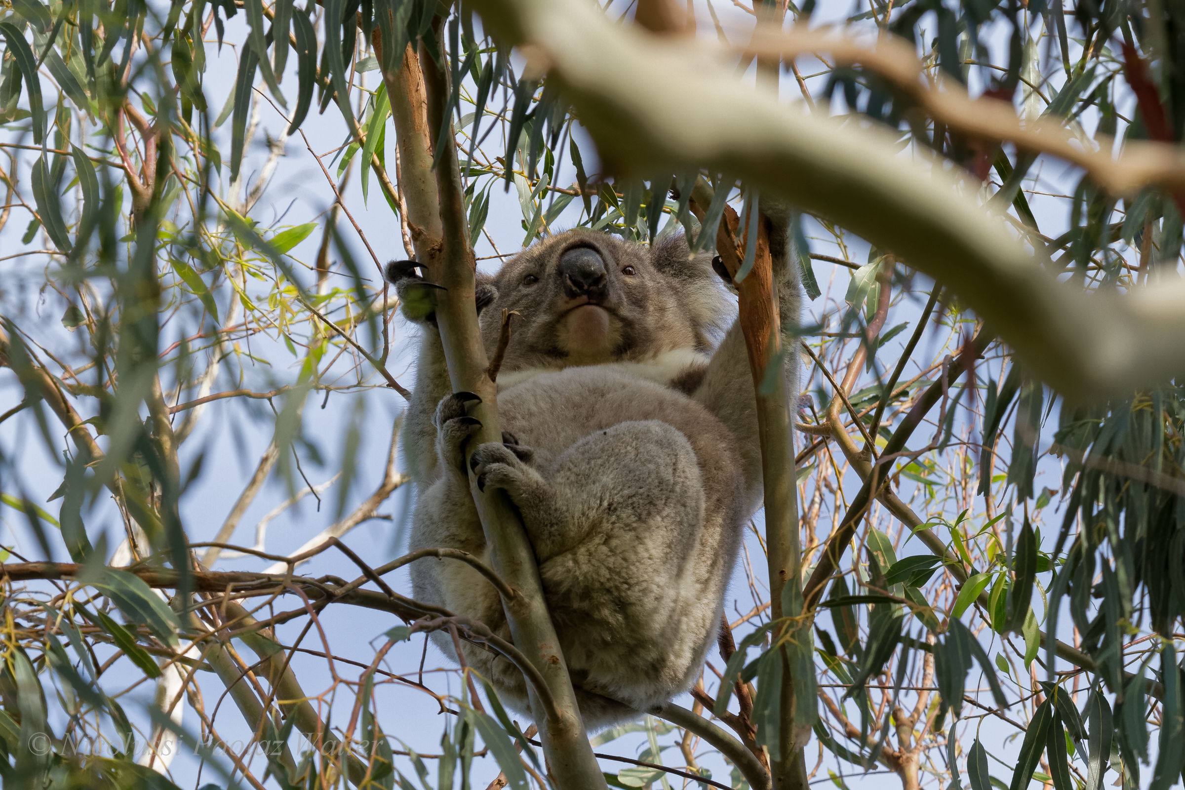 Koala