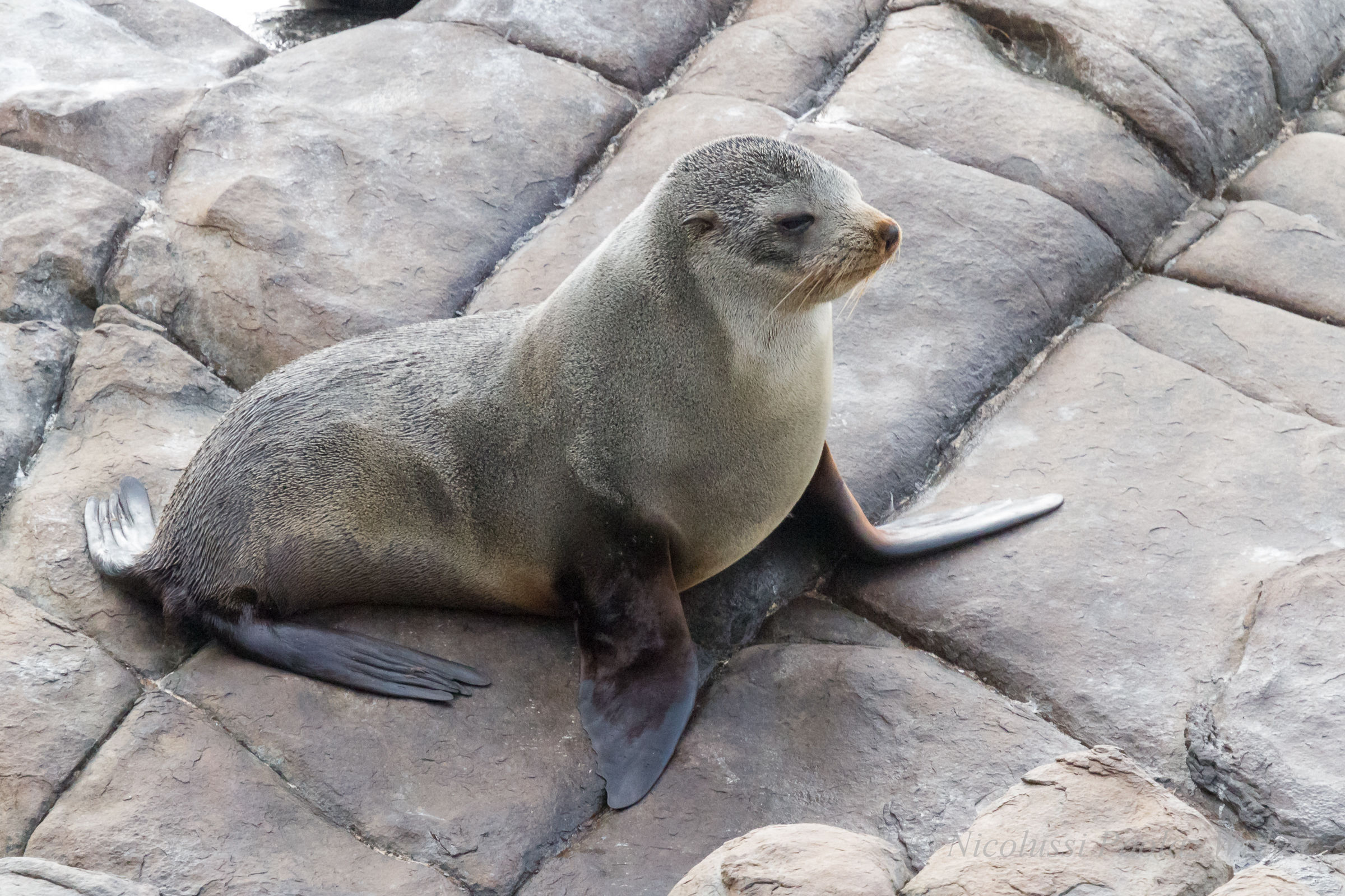 Otaria orsina della Nuova Zelanda