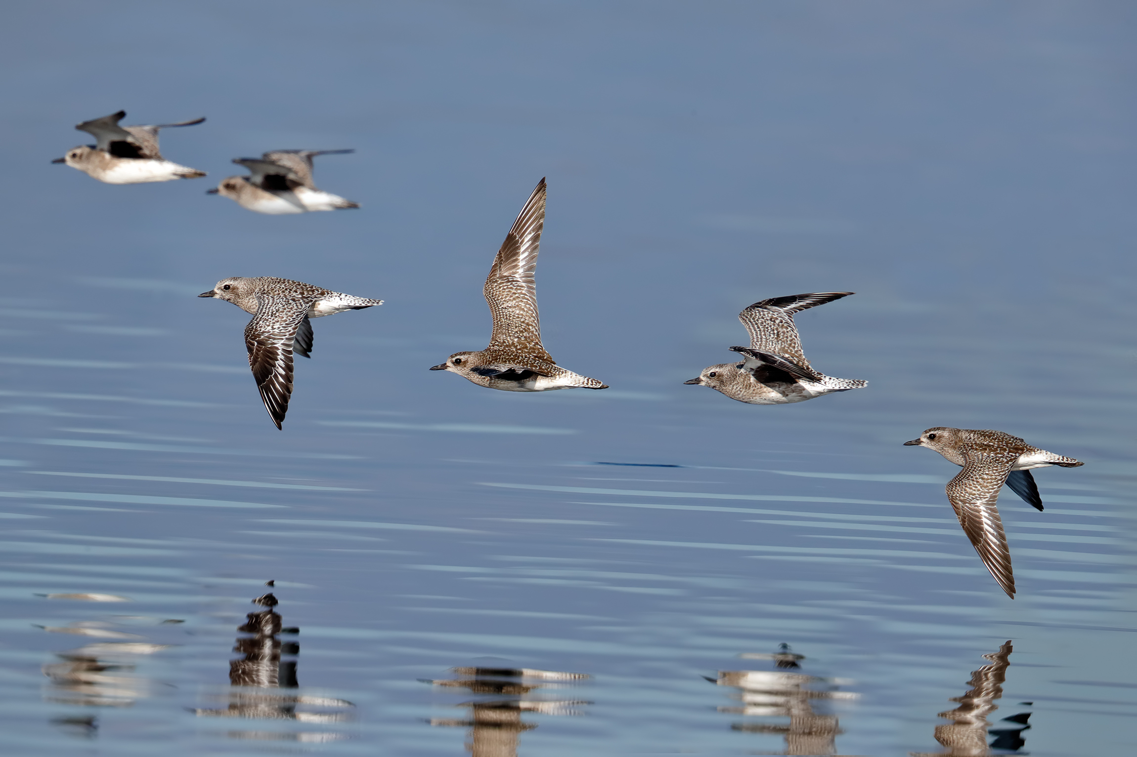 Pivieresse in volo su ambiente lacustre