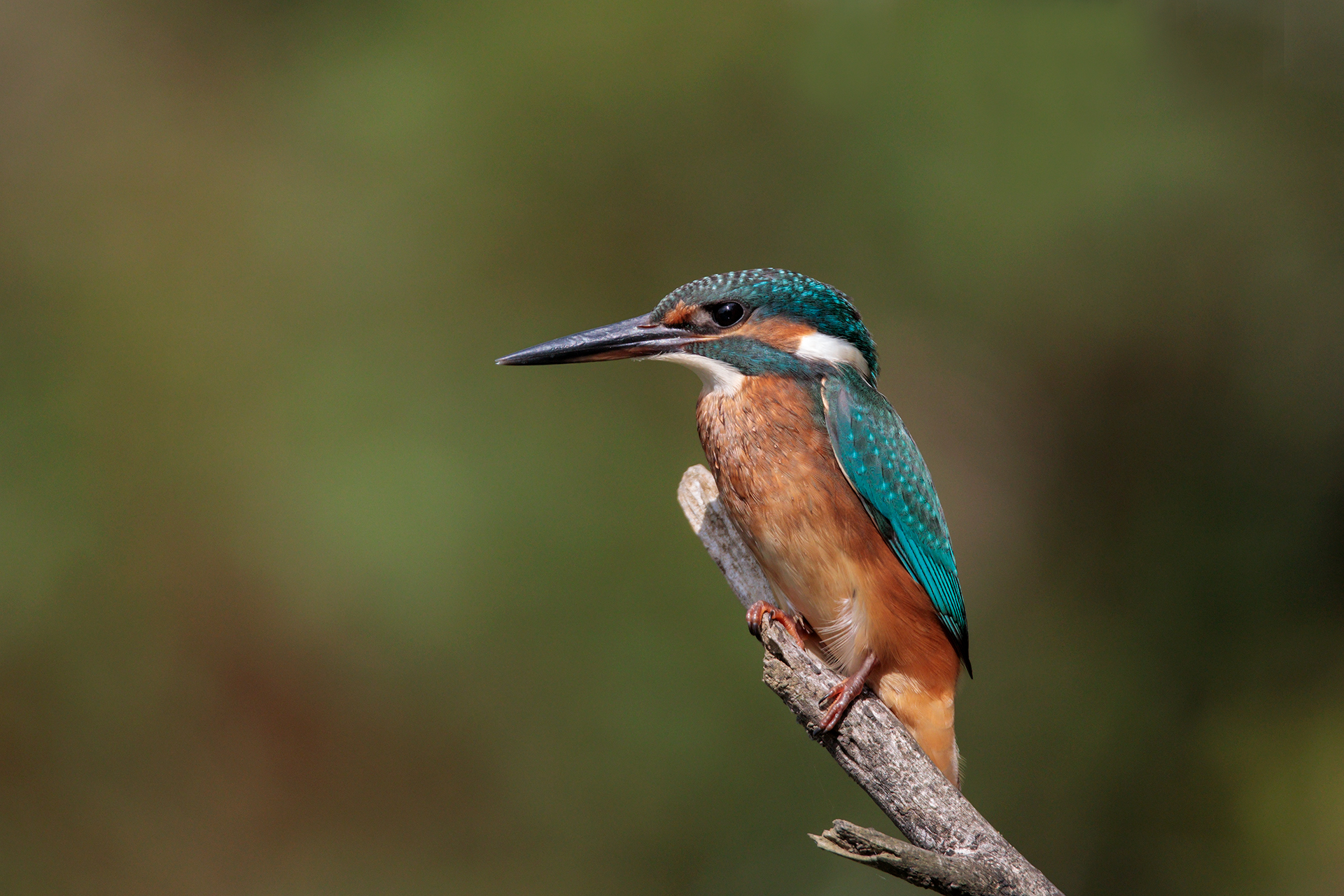 Kingfisher