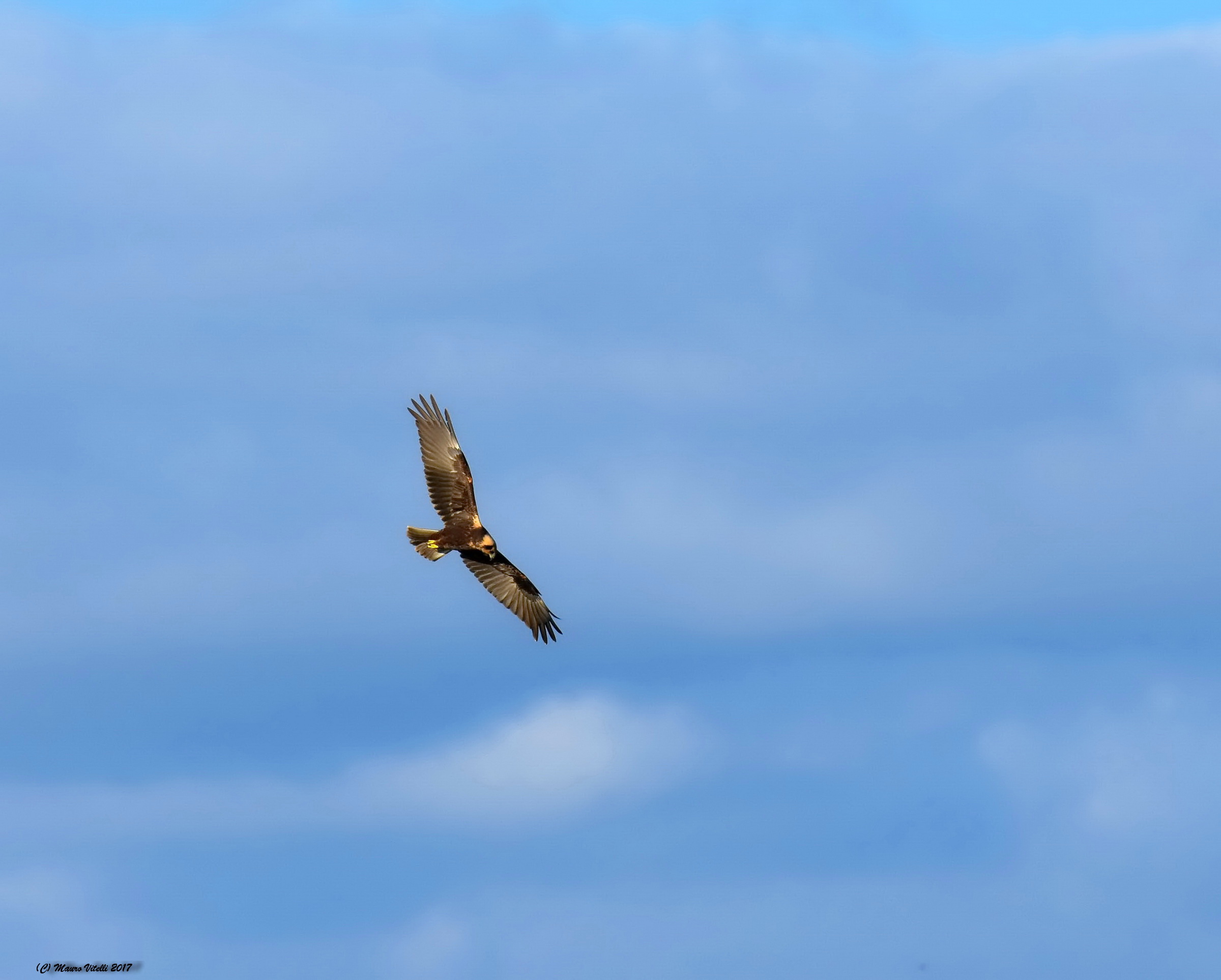 Falco di palude in caccia