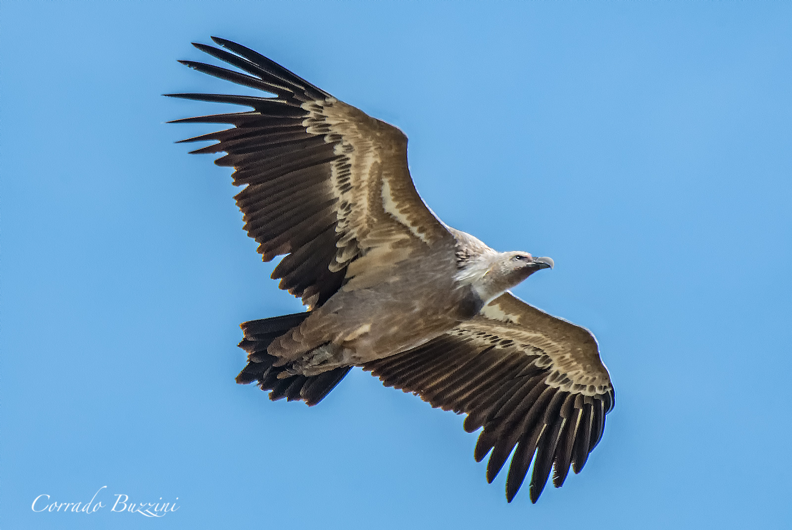 Griffin close flight