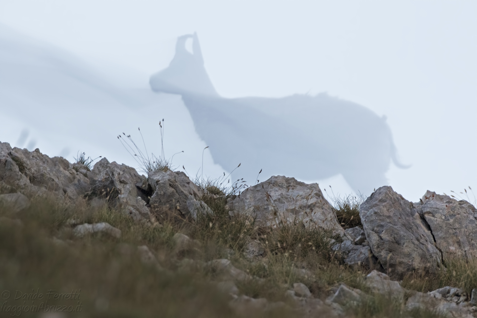 Illusione di camoscio d'Abruzzo