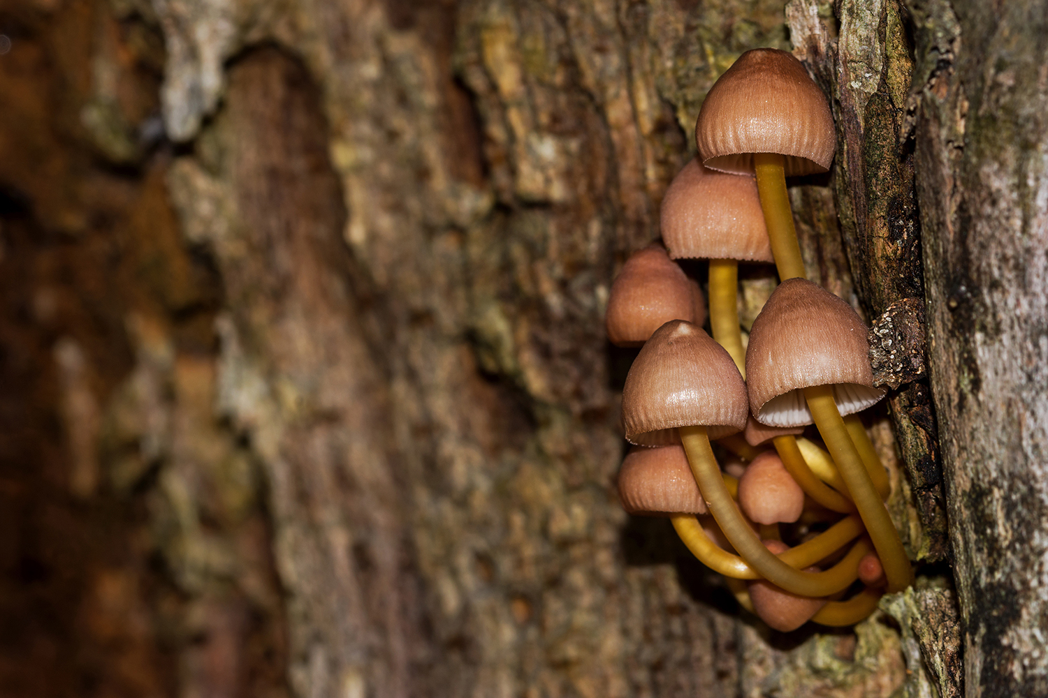 Small mushrooms in the wood