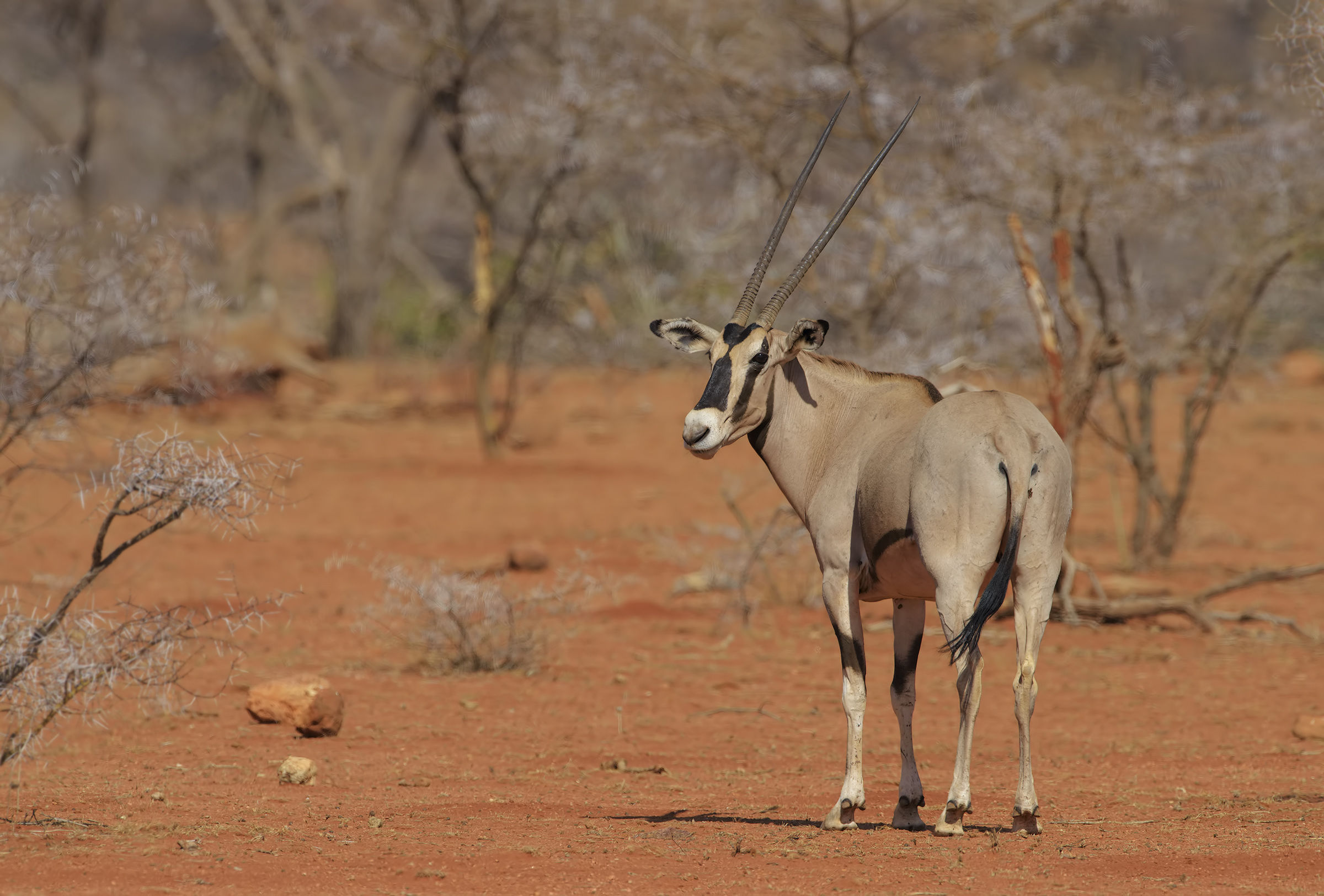 The Samburu Orice