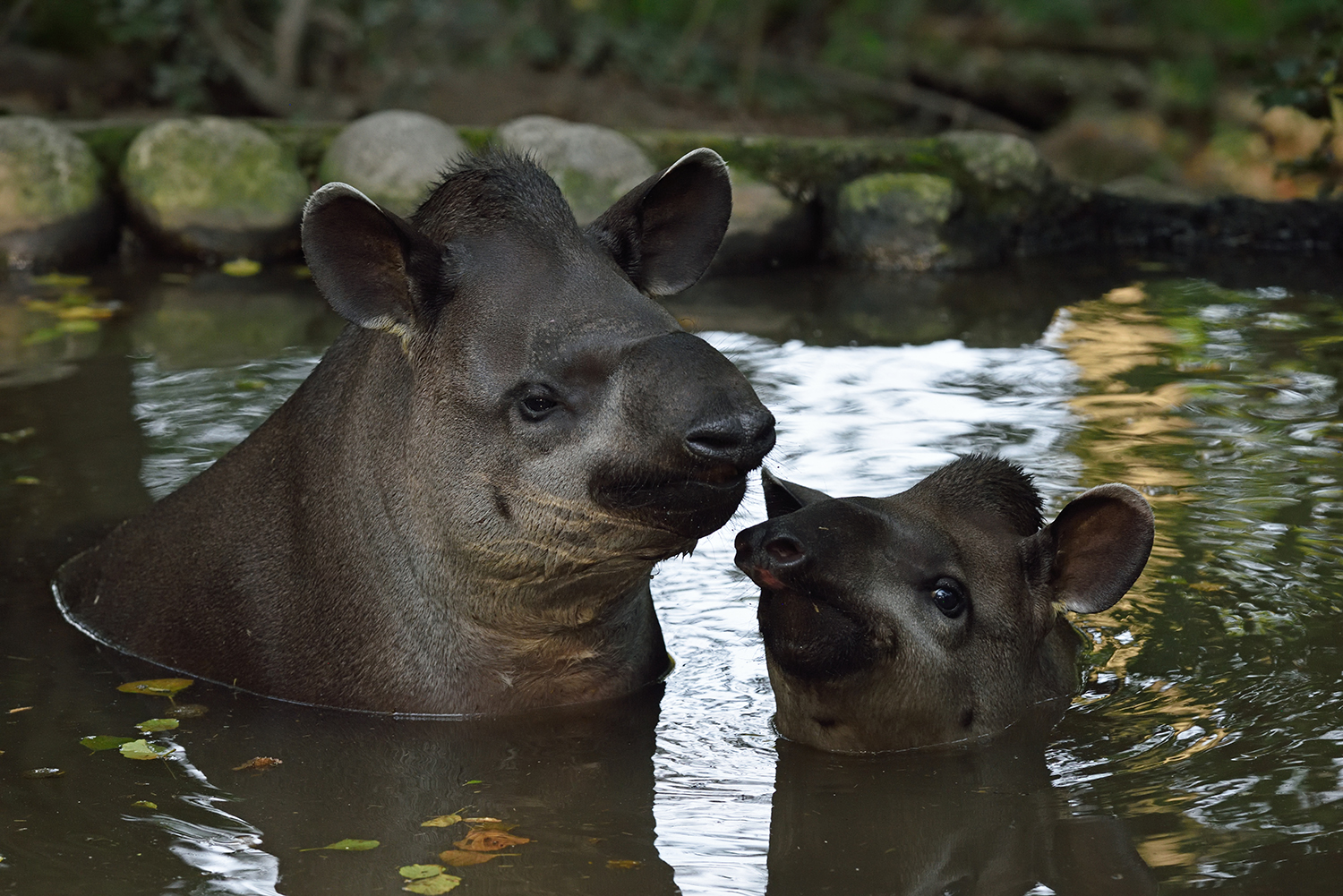 Tapers of South America