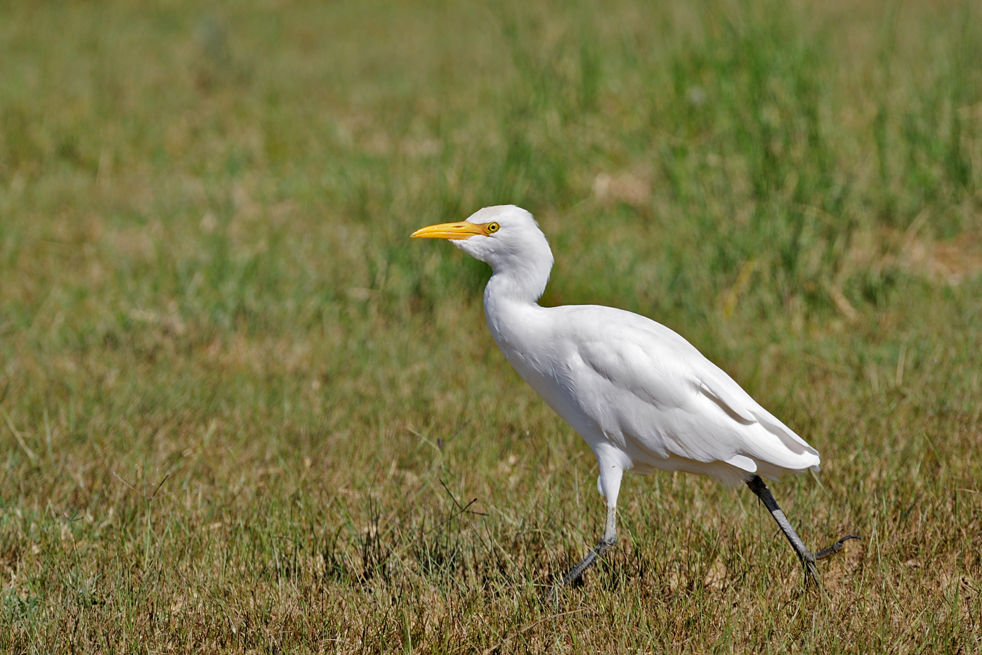 Bubulcus ibis, airone guardabuoi