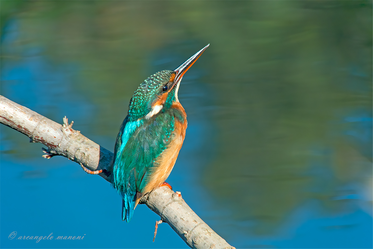 Colorful brush on the river