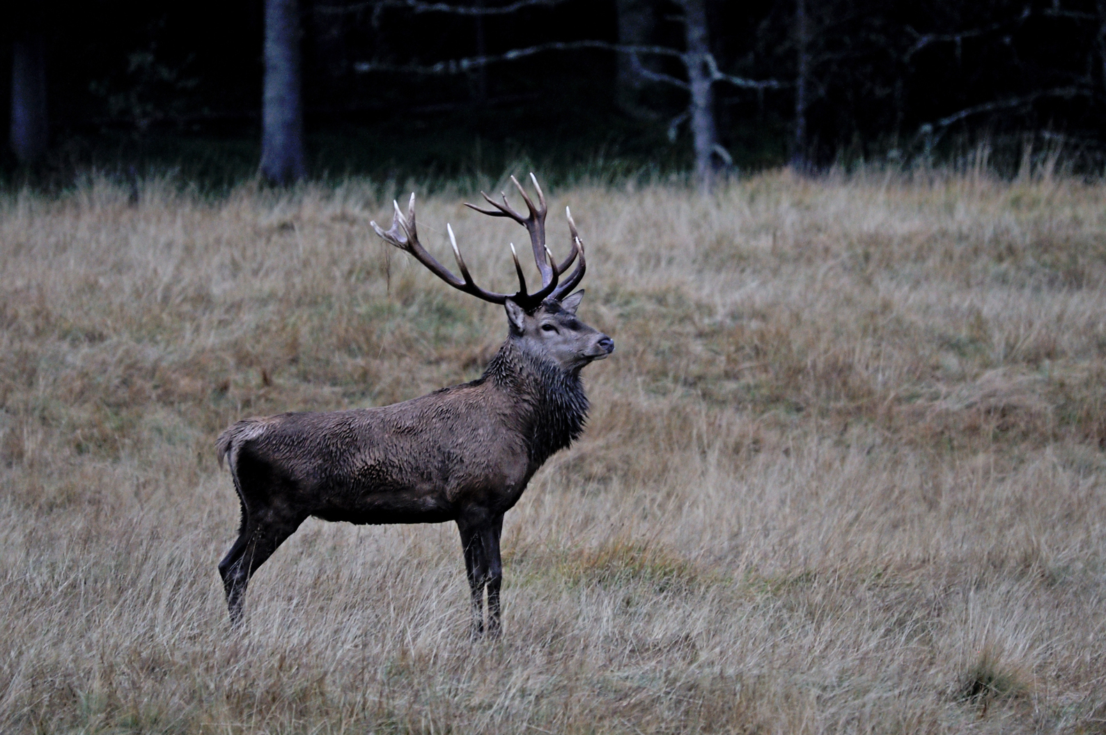 Cervus elaphus