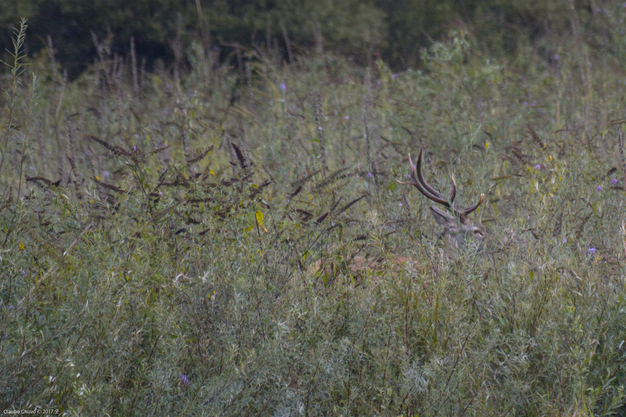 La corona tra i fili d'erba