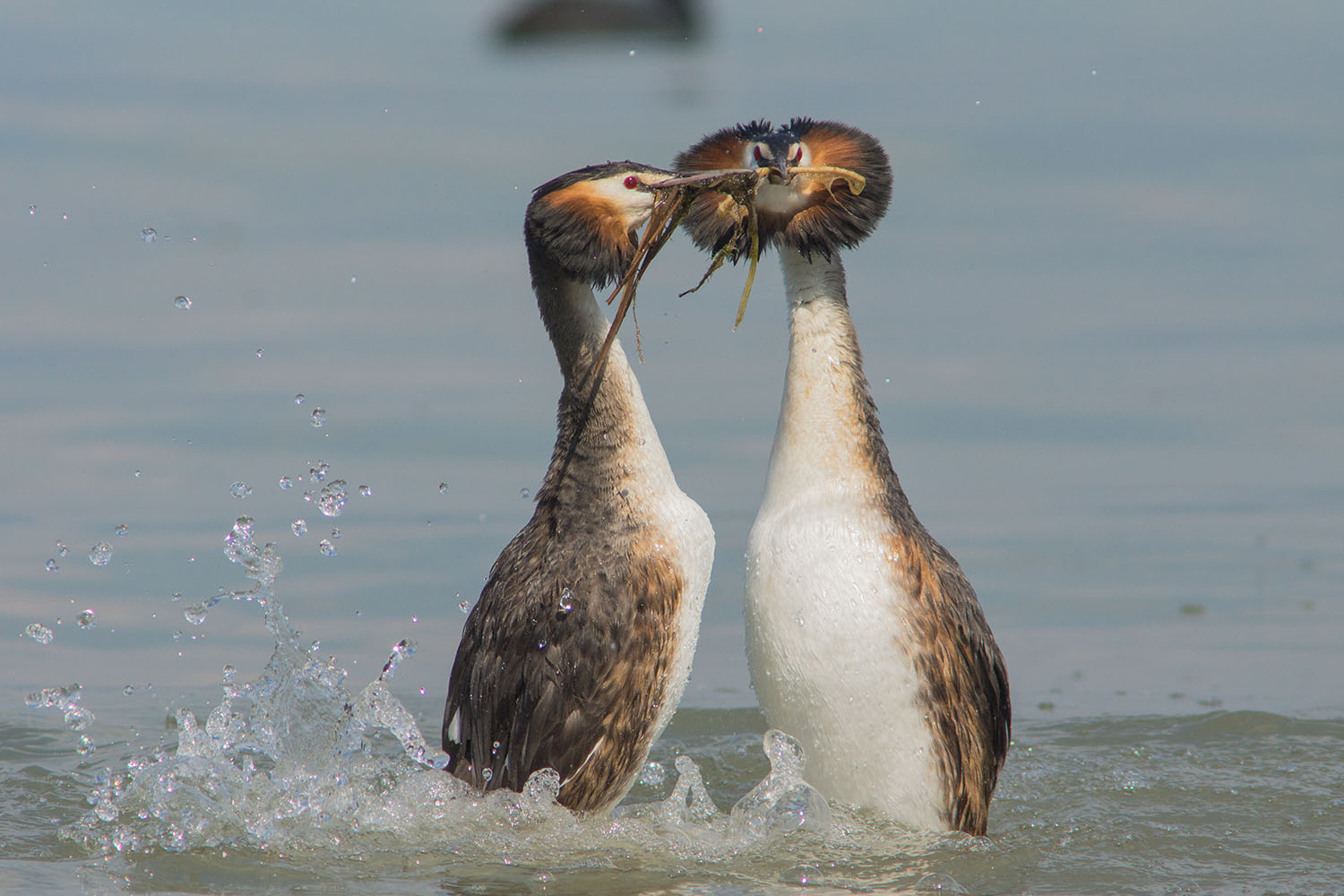 svassi in corteggiamento