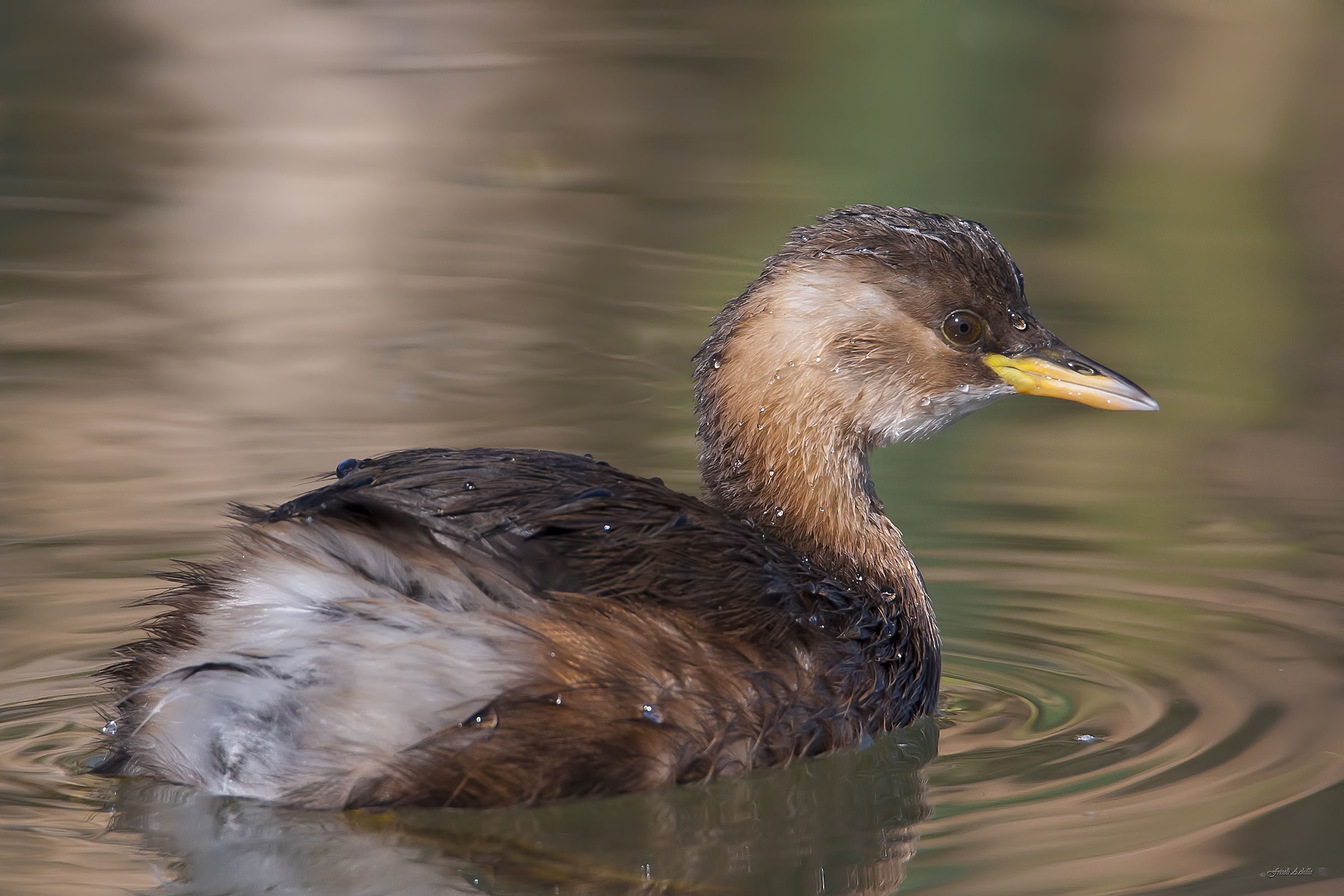 Little Grebe