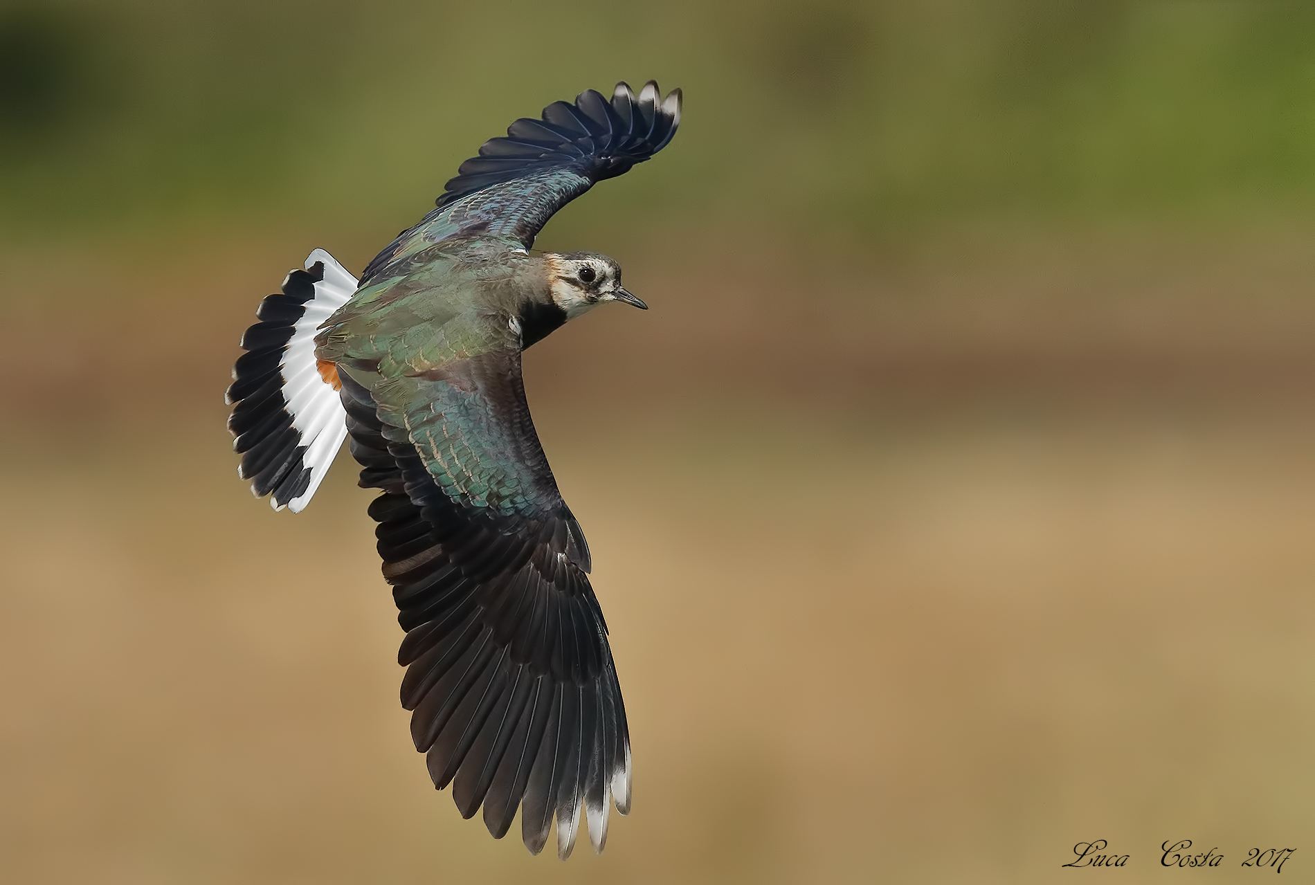 The turn of the Pavoncella