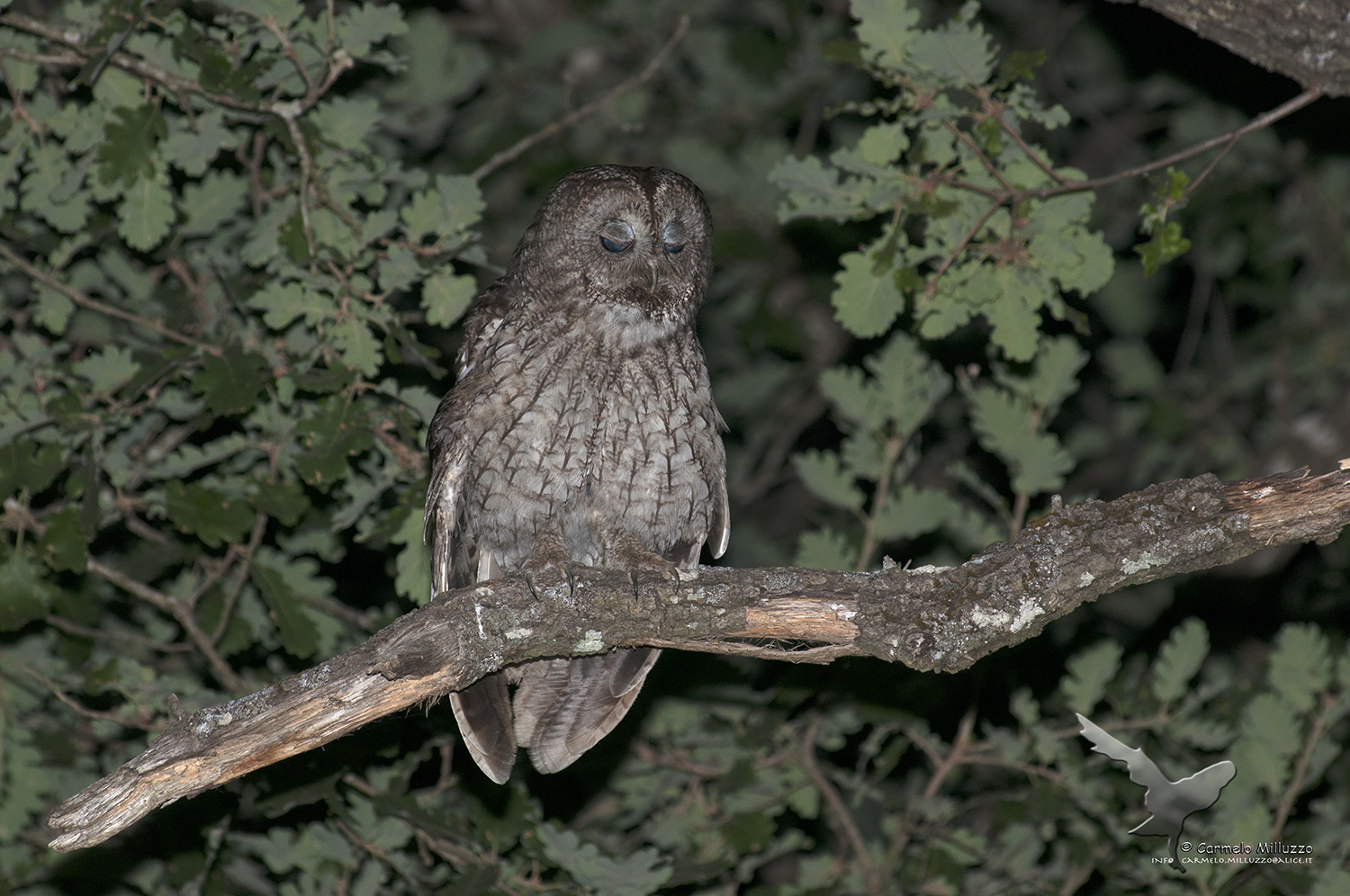 Anacleto _Strix aluco_