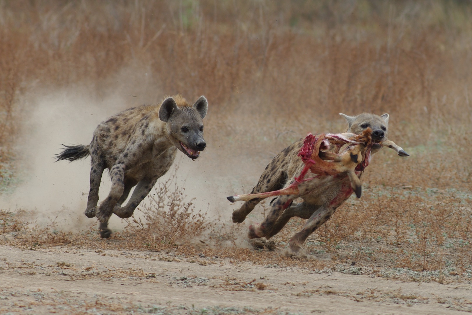 Iene nel South Luangwa NP, Zambia