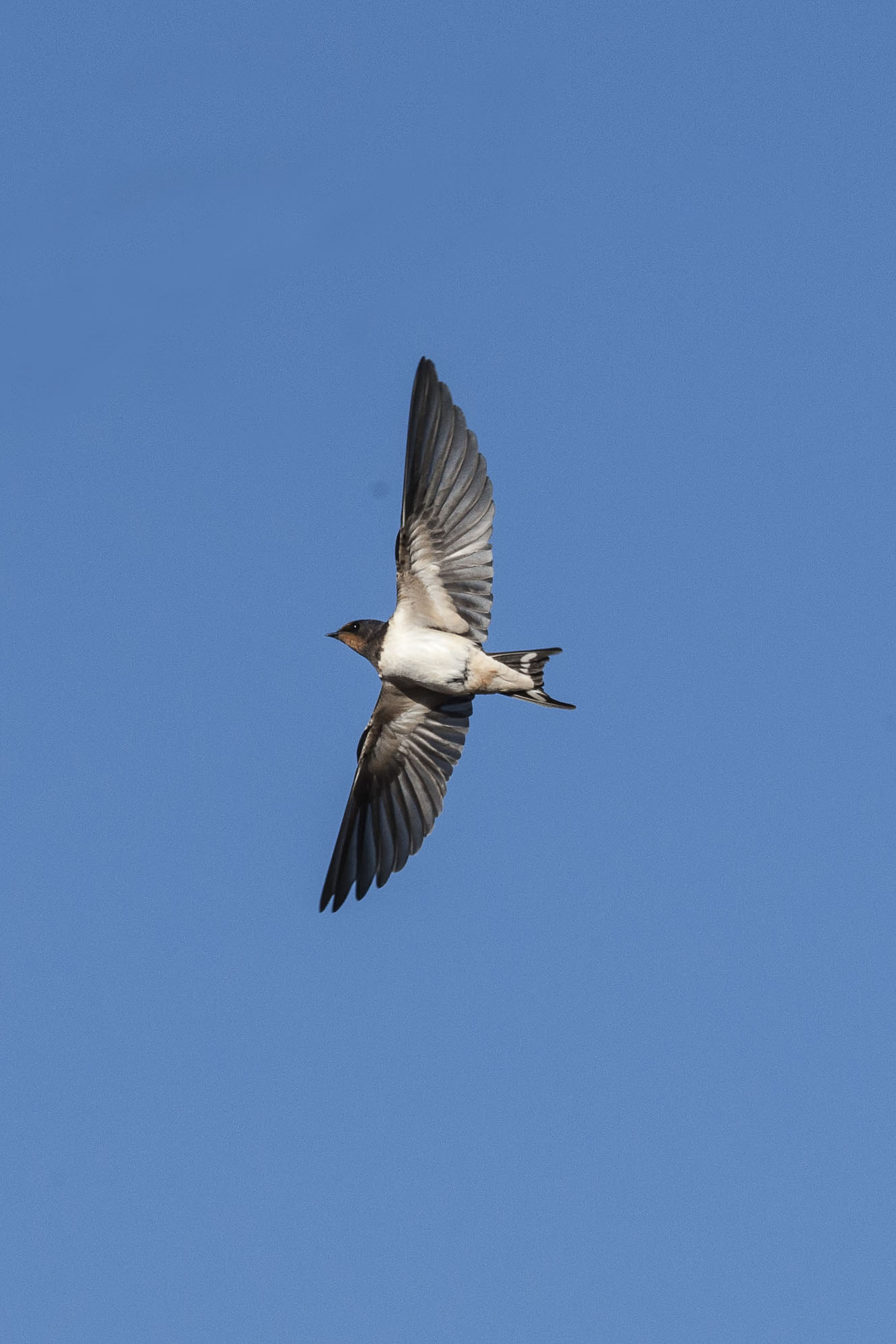 swallow