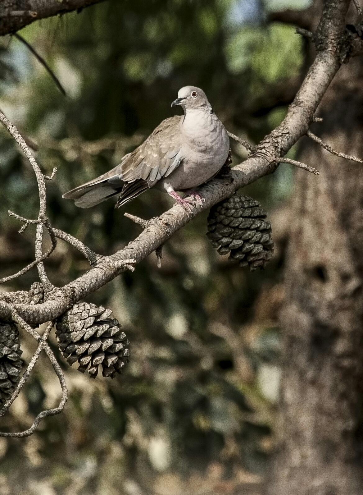 turtledove