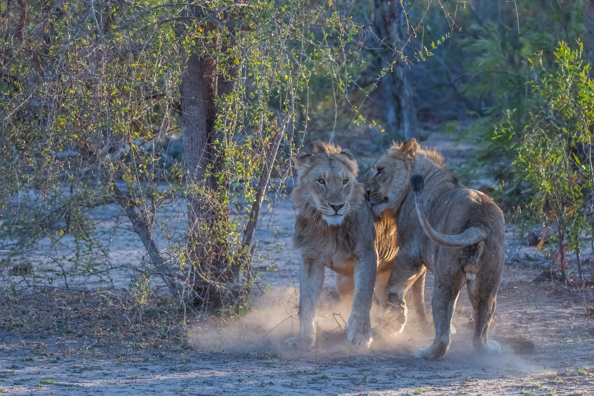 Tempo di riproduzione