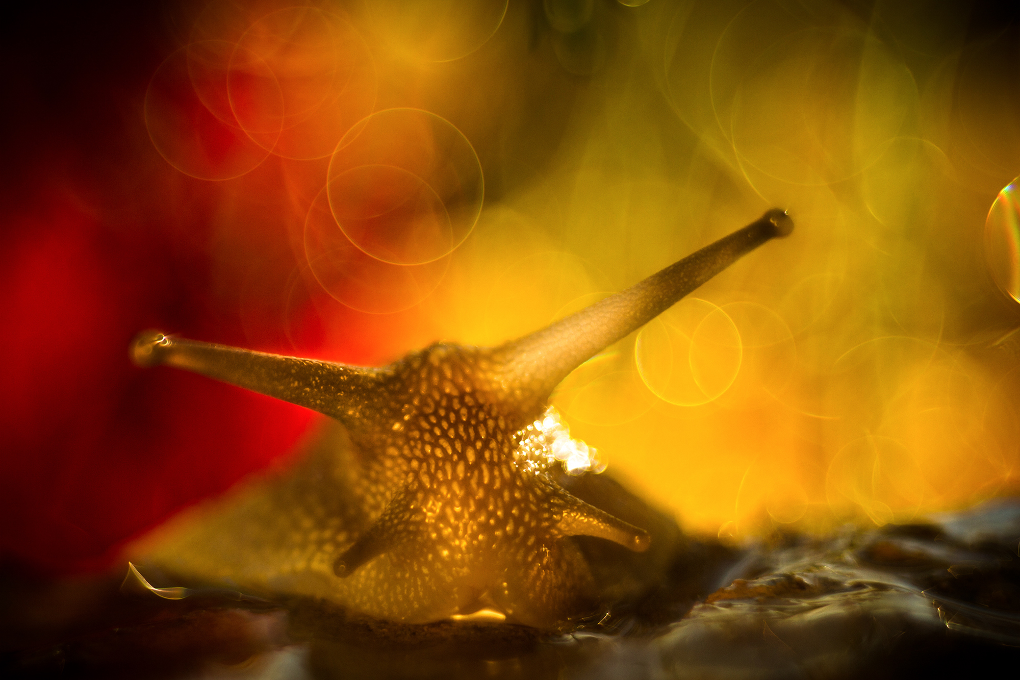 The Magic of Trioplan