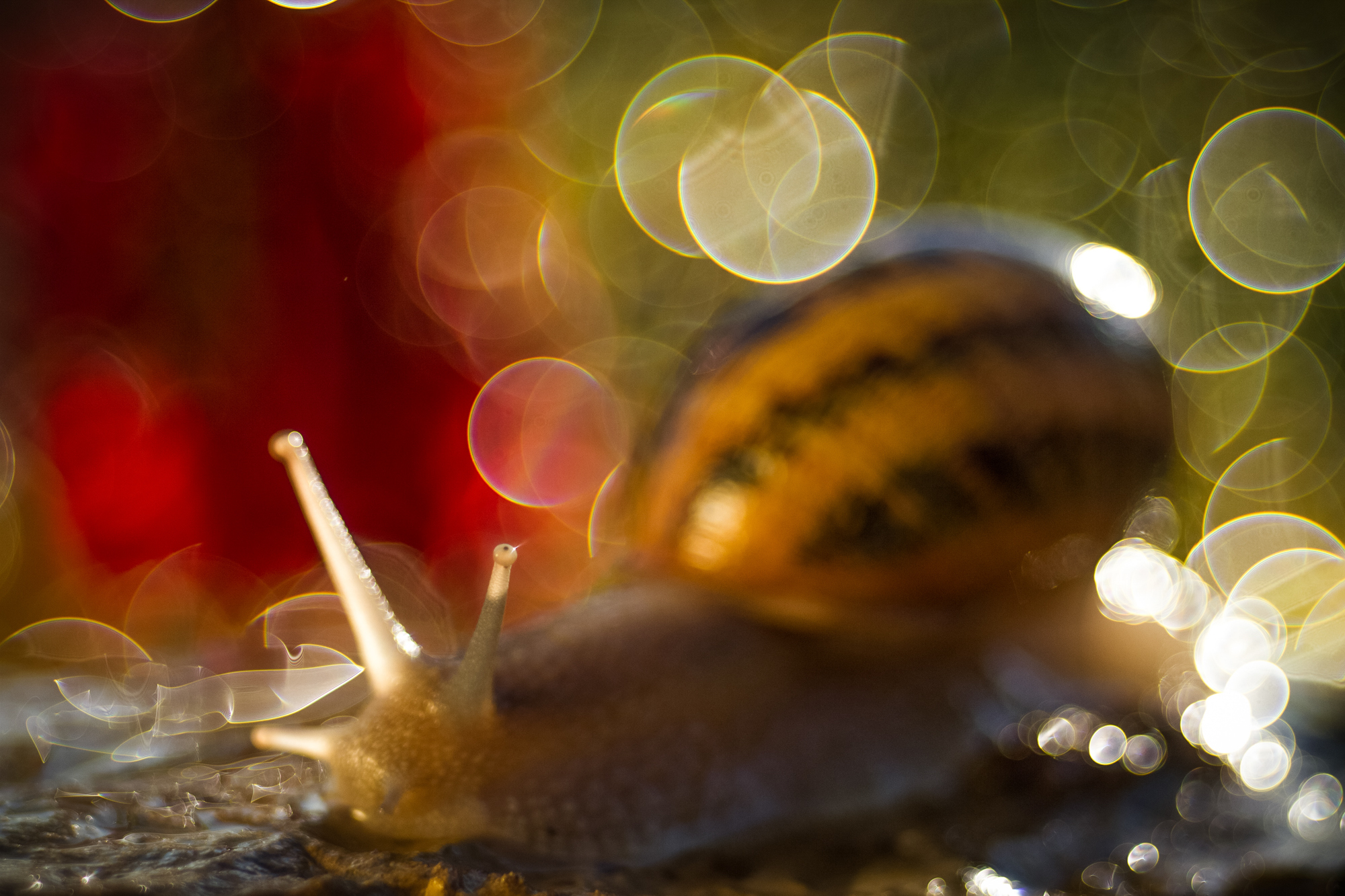 The Magic of Trioplan