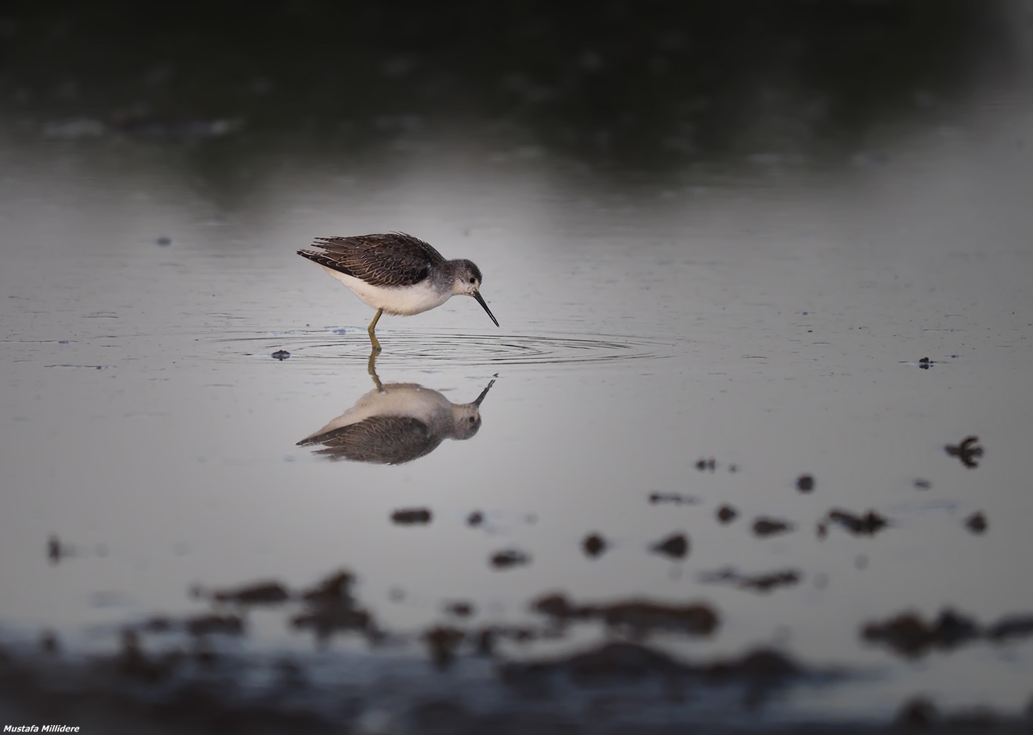 Greenshank ...