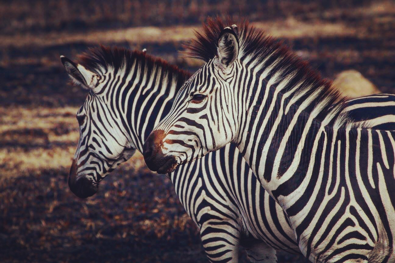 Zebras