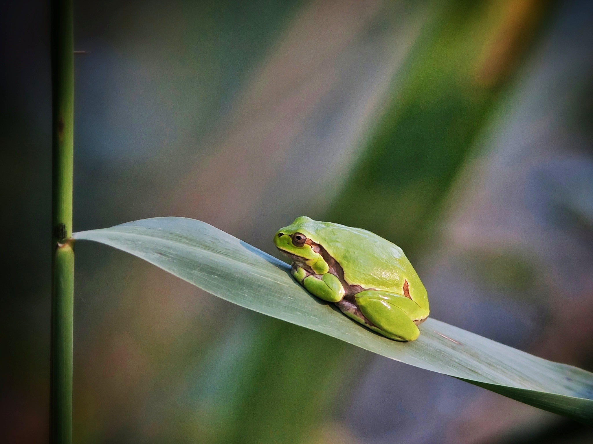 Tree Frog
