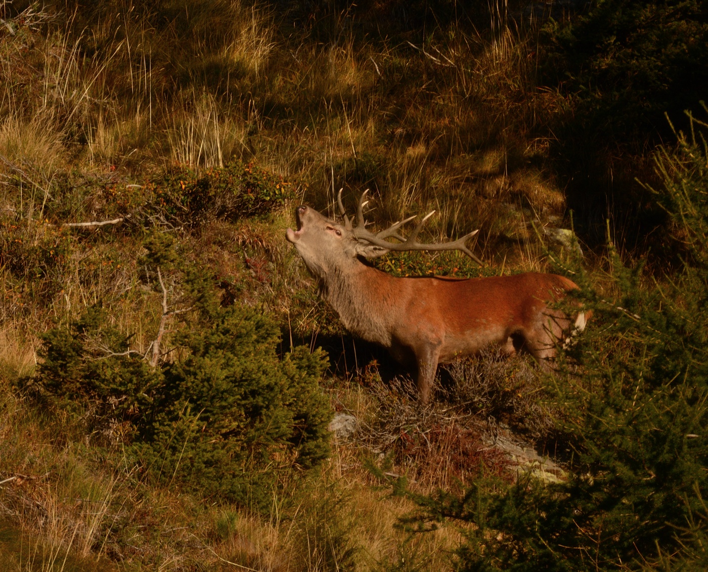 Tempo degli amori per il cervo.