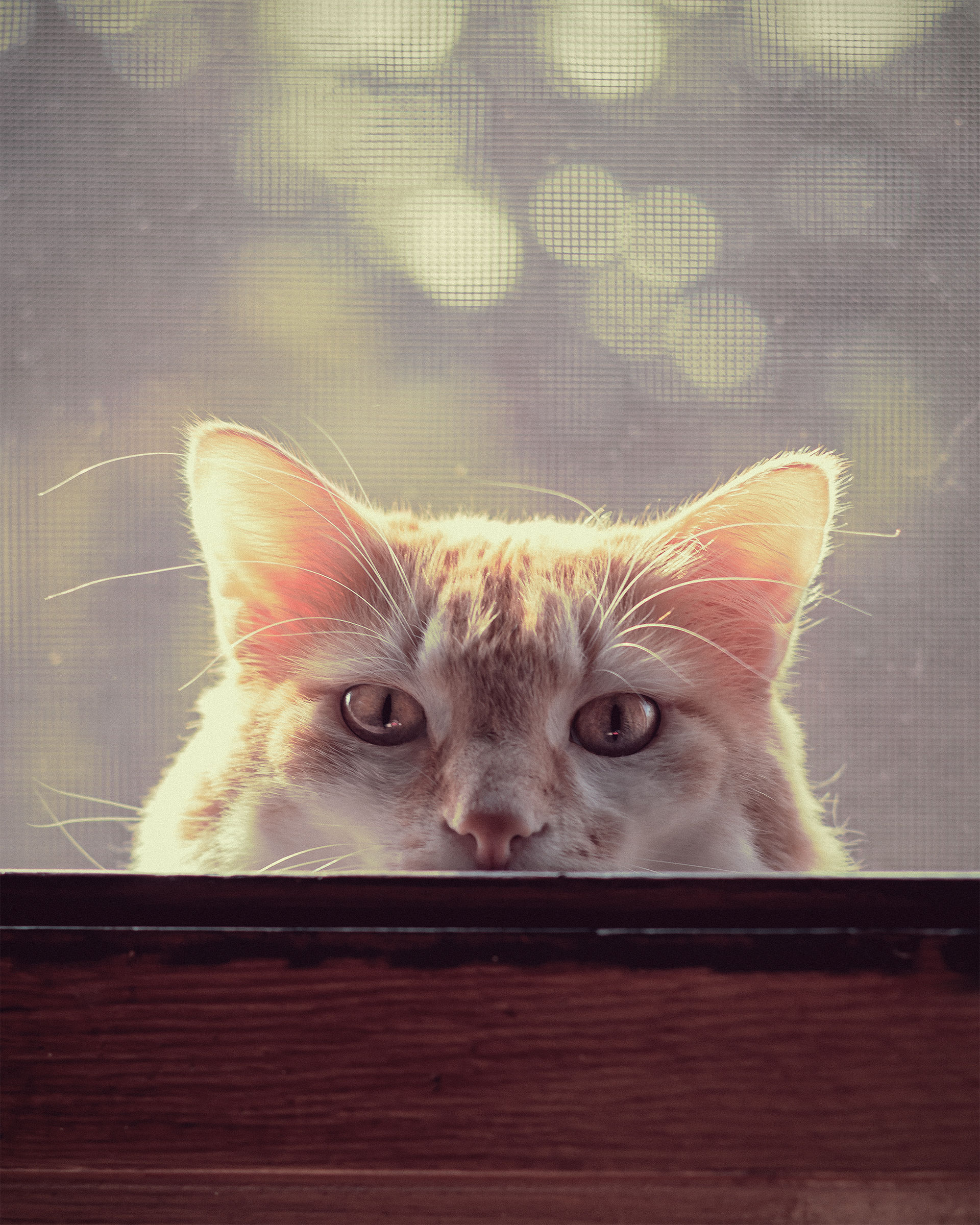 Cucù - Buon Giorno!