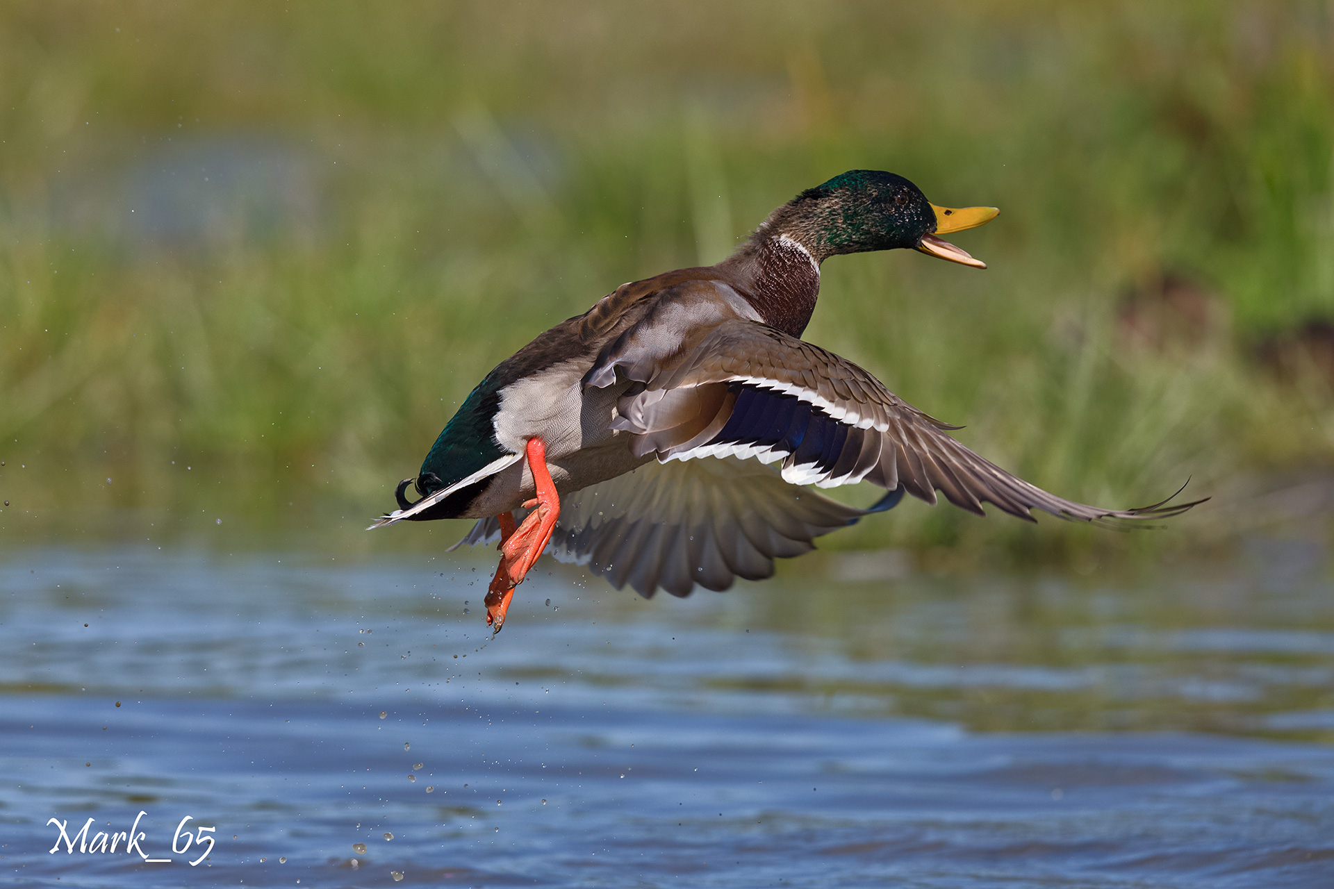 Mallard