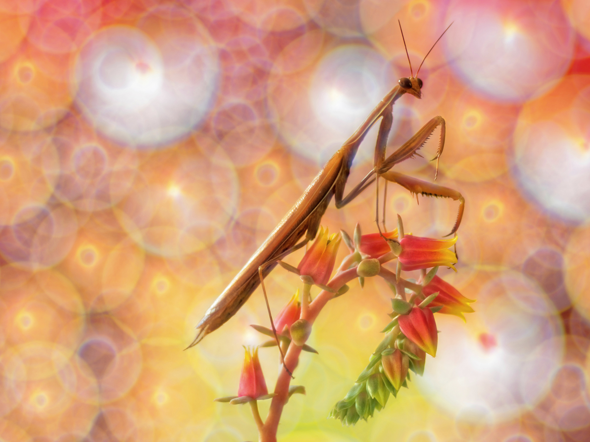 Il mondo caleidoscopico degli insetti.