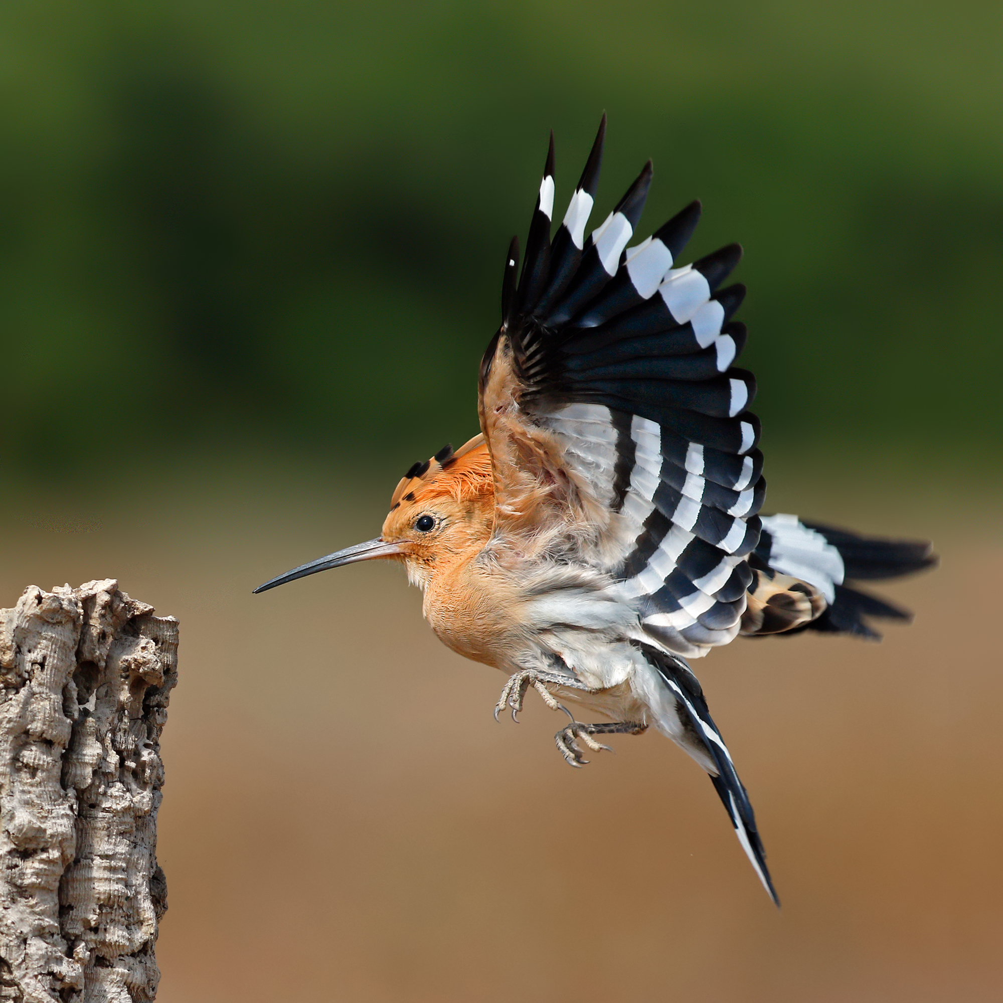 Hoopoe