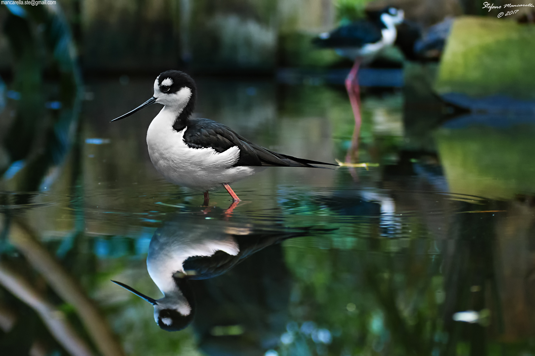 The Knight of Italy 8709