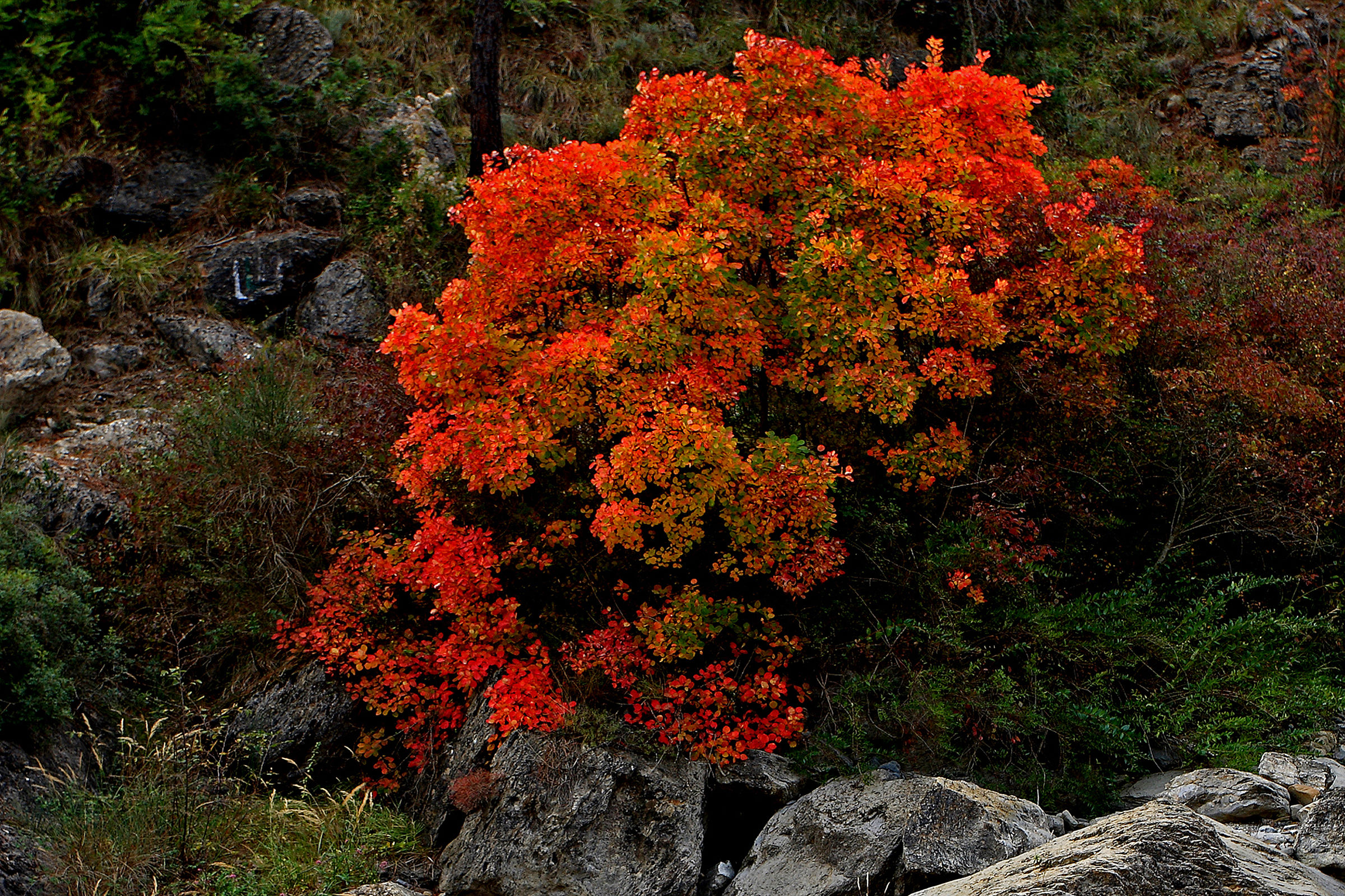 autumn foliage