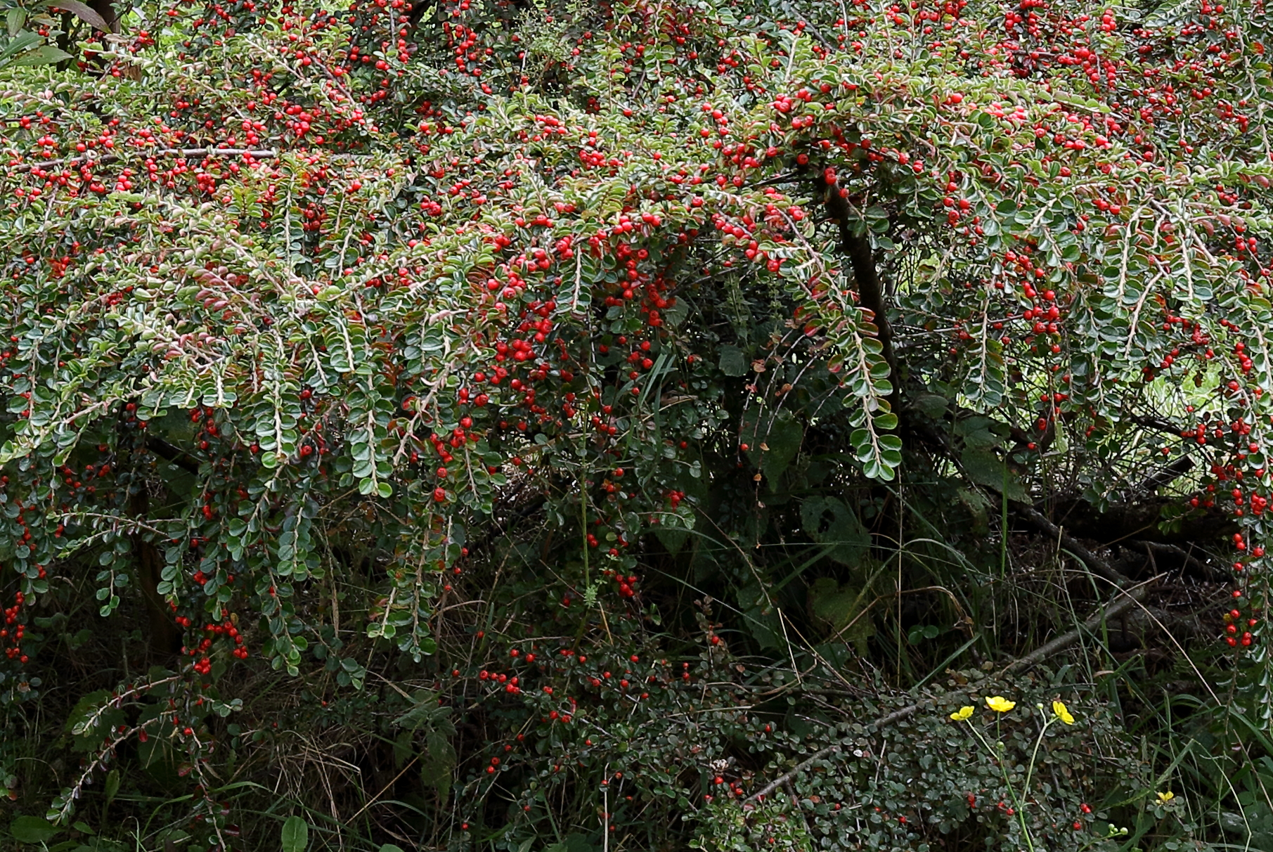 Crop with 16-35 f4 is