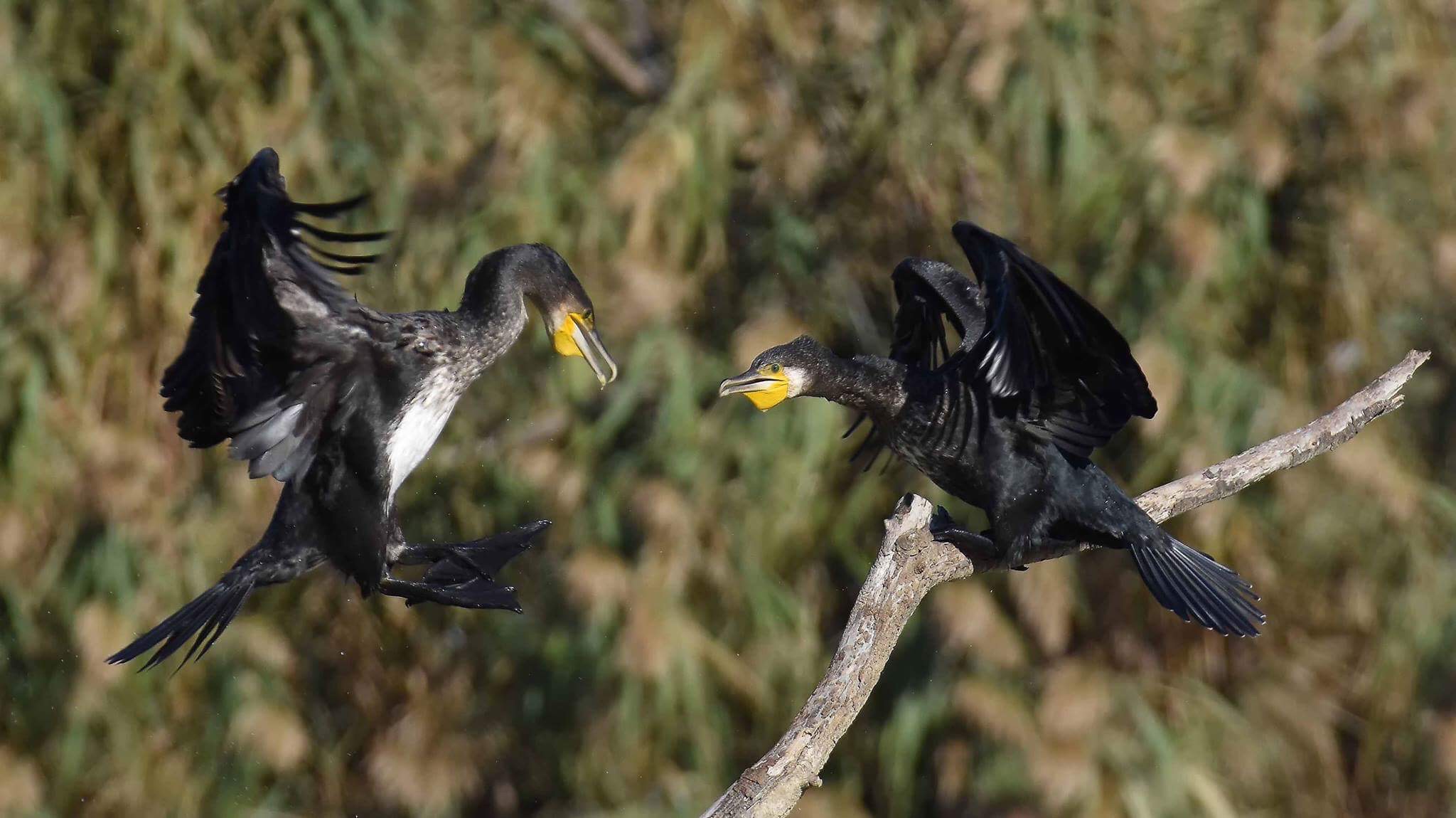 Cormorants