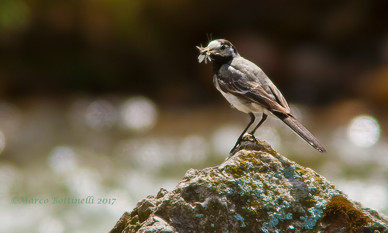 Ballerina (male with prey)