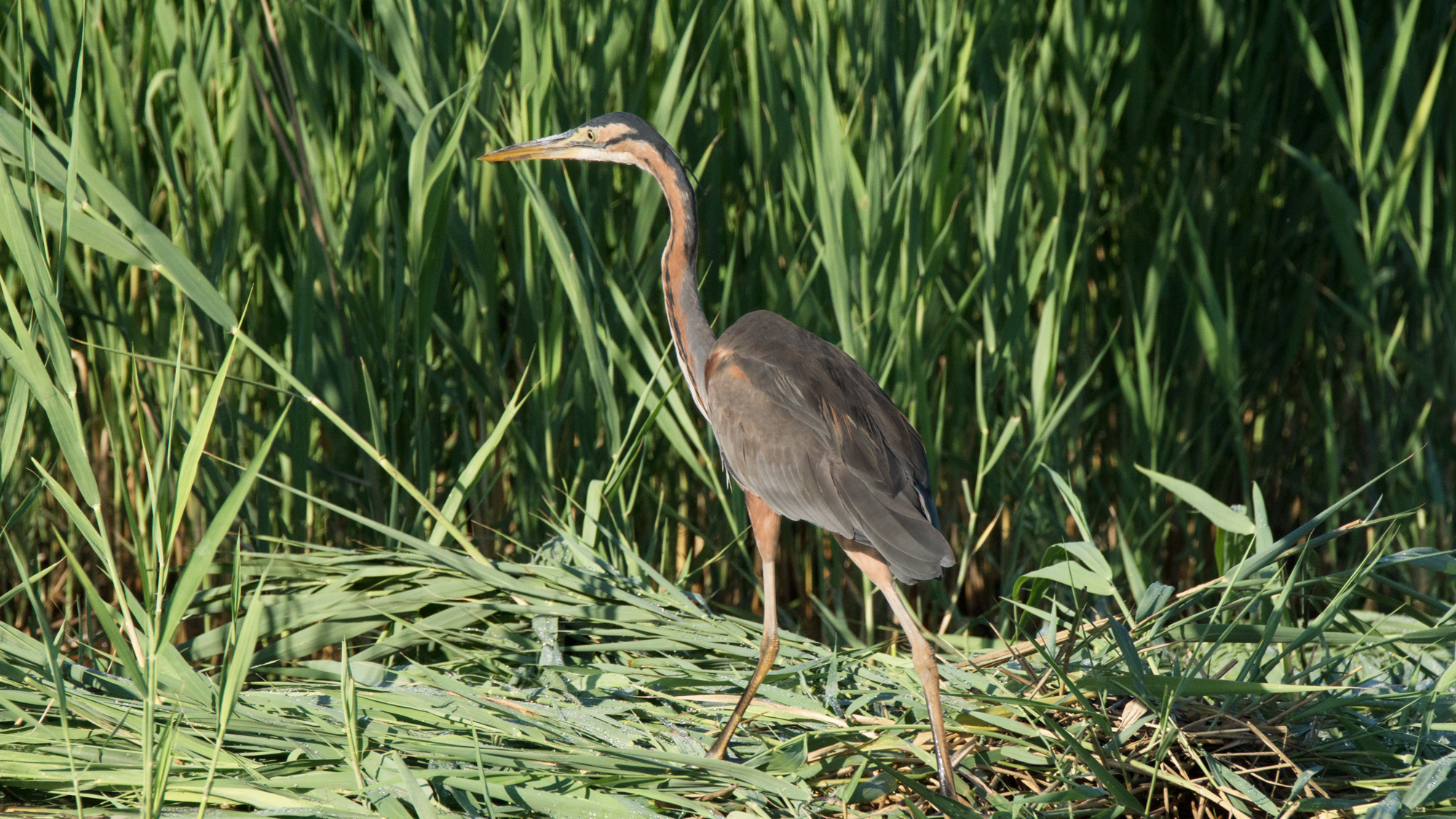 The Red Heron