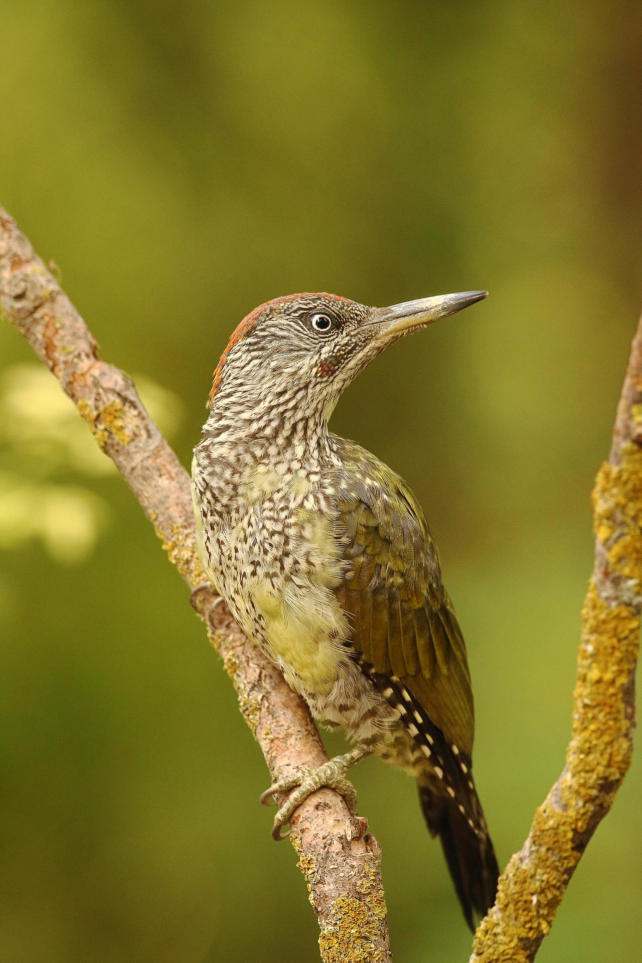 young green woodpecker