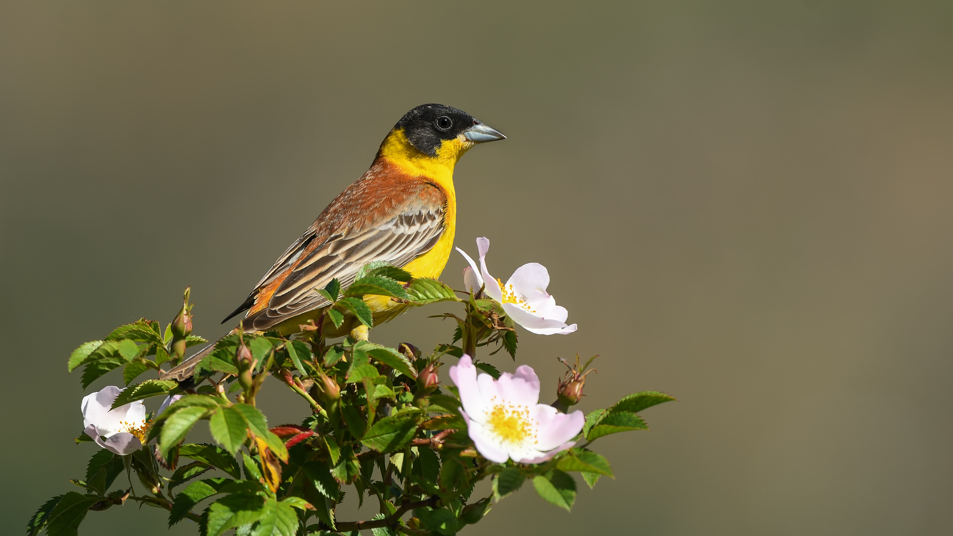 Karaba&scedil;l? morbido »Emberiza melanocephala&raquo...
