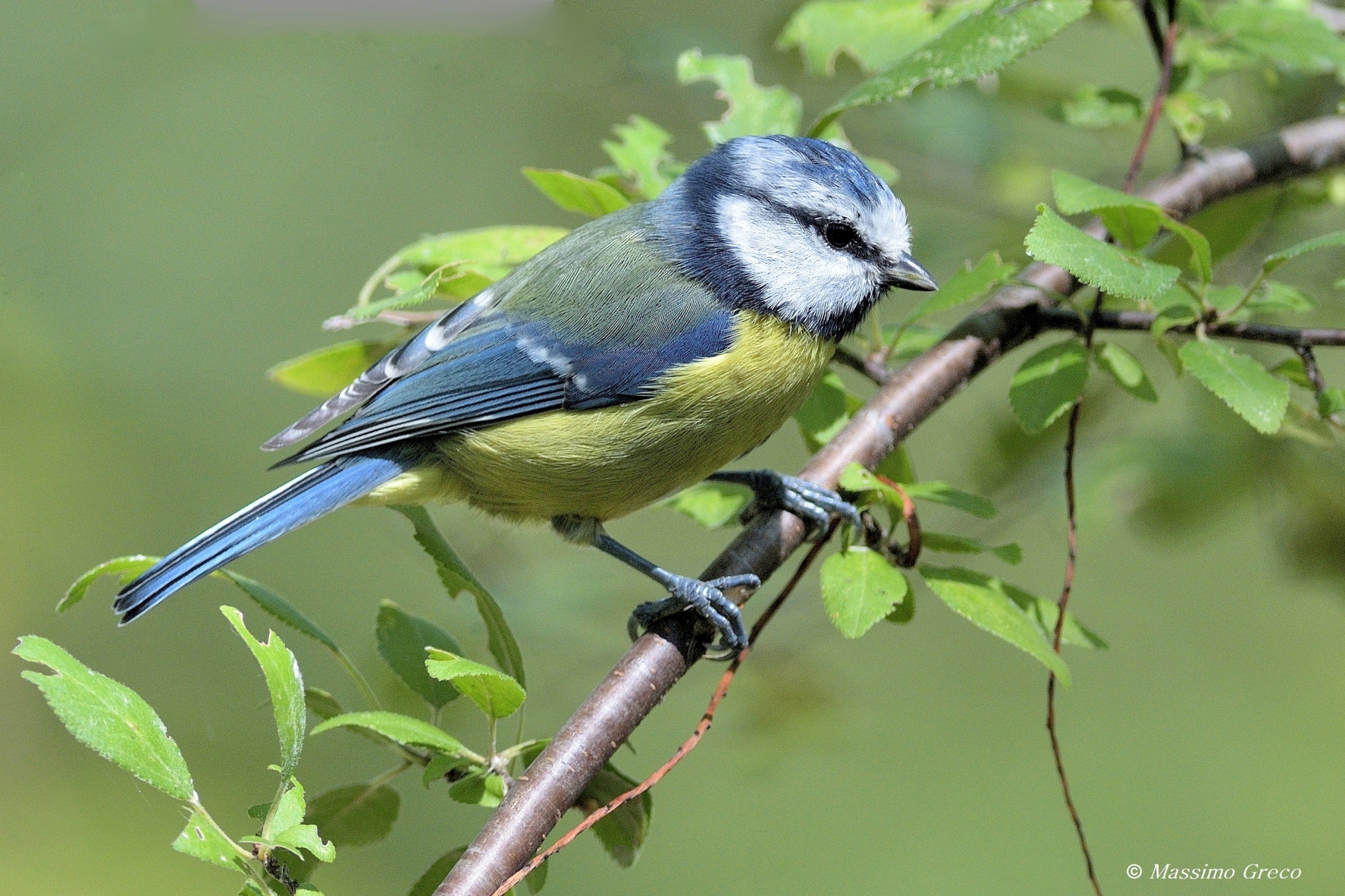 Cinciarella (Cyanistes caeruleus)
