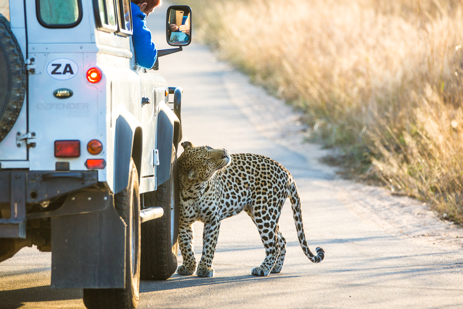 Leopard in Kruger
